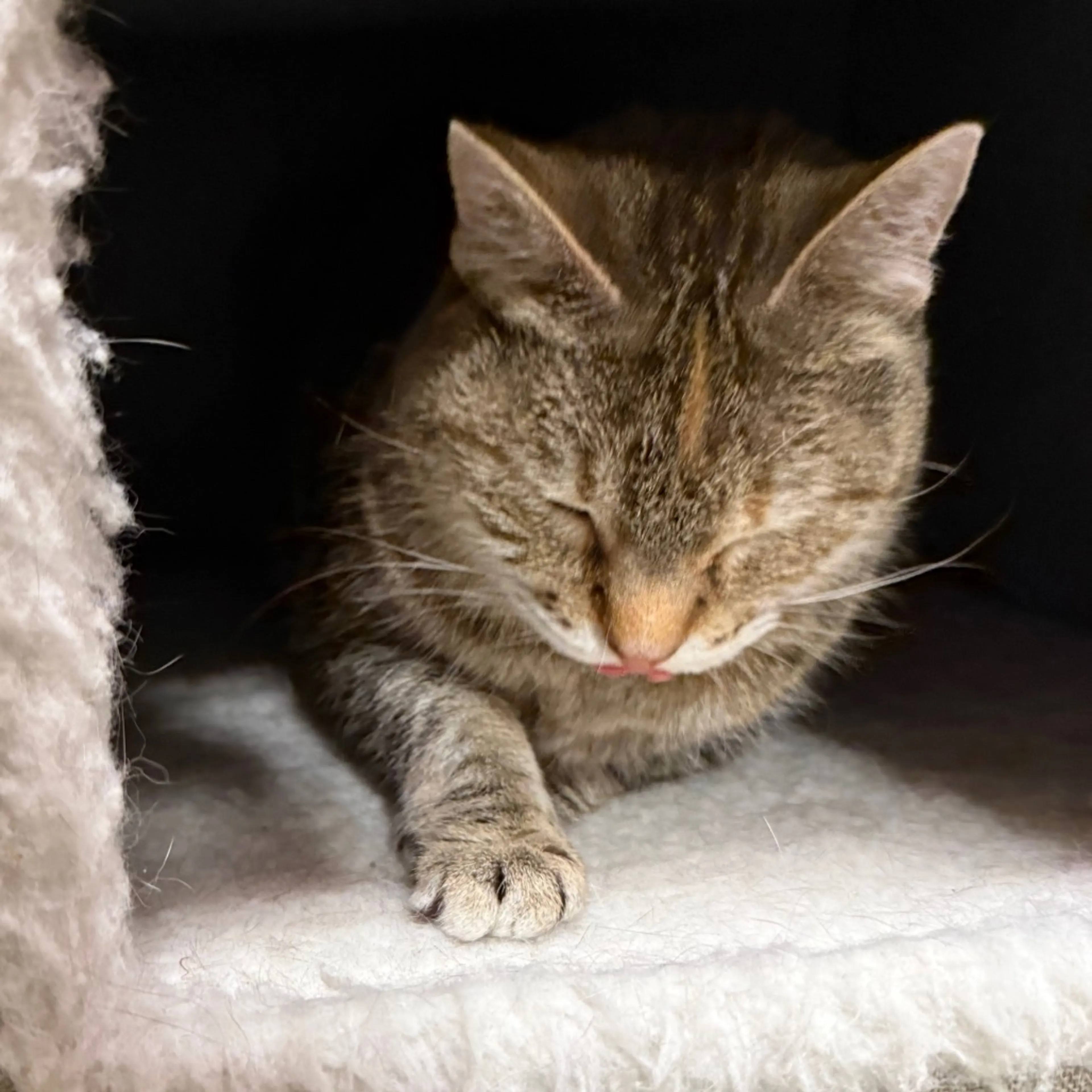 Found pet-1