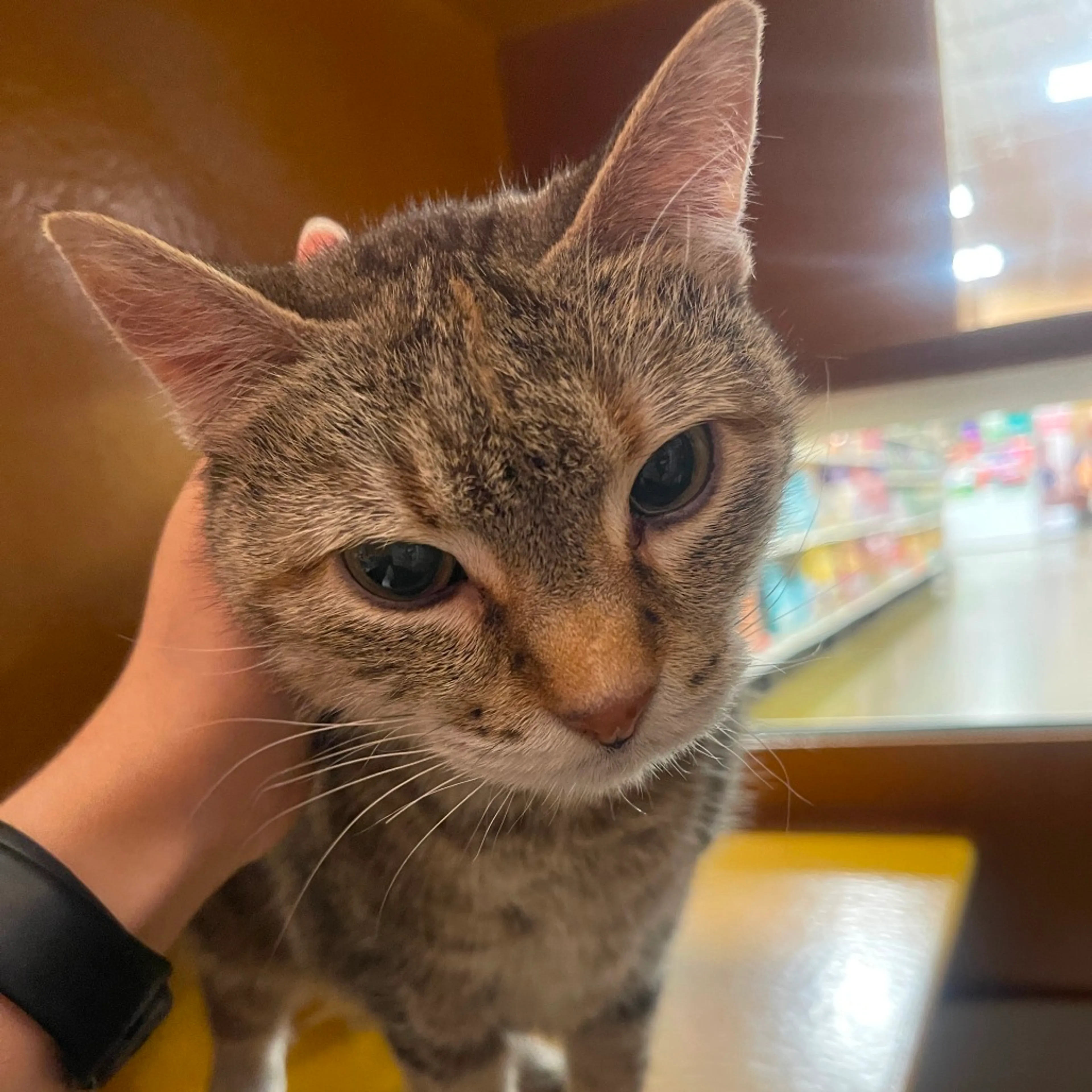 Found pet-3