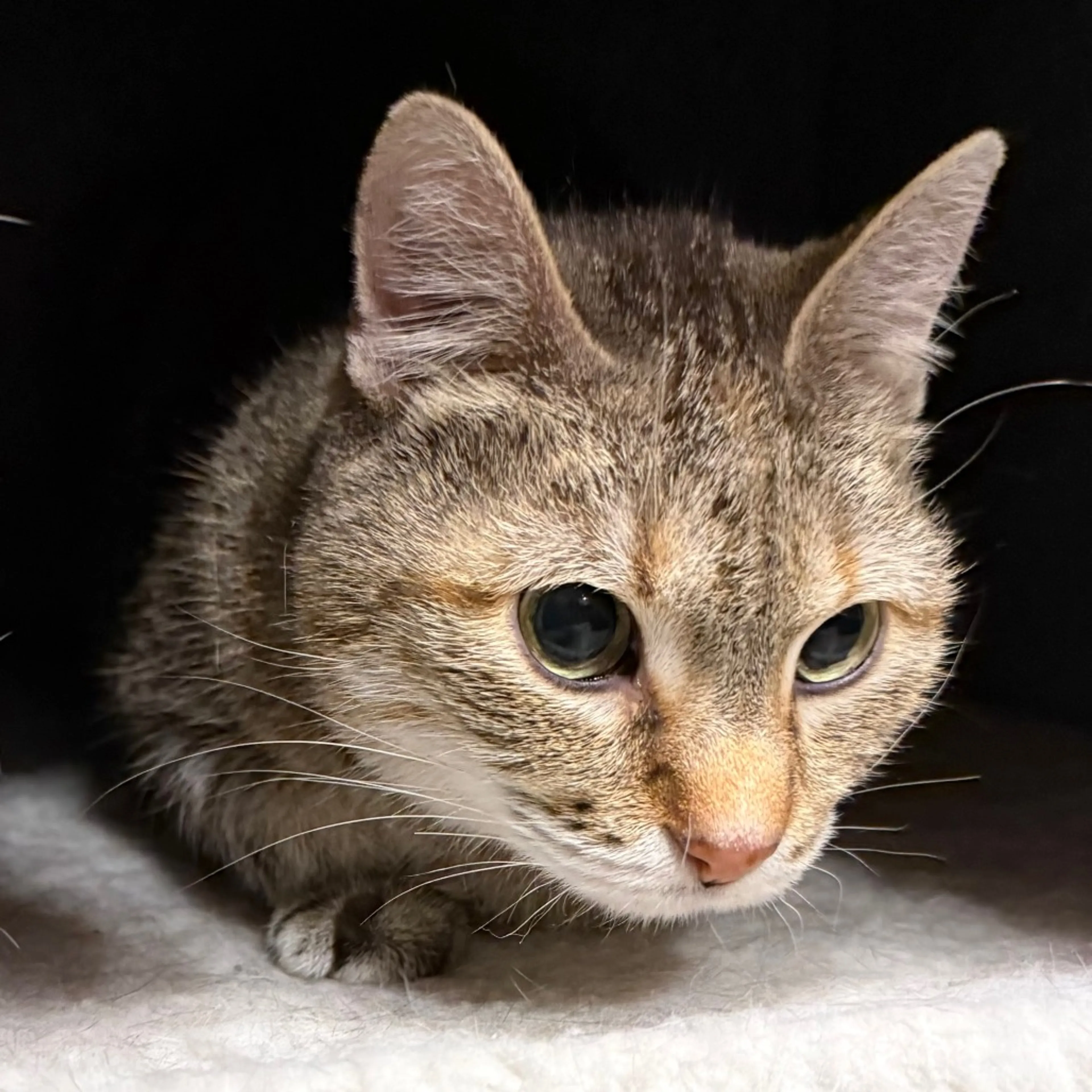Found pet-2