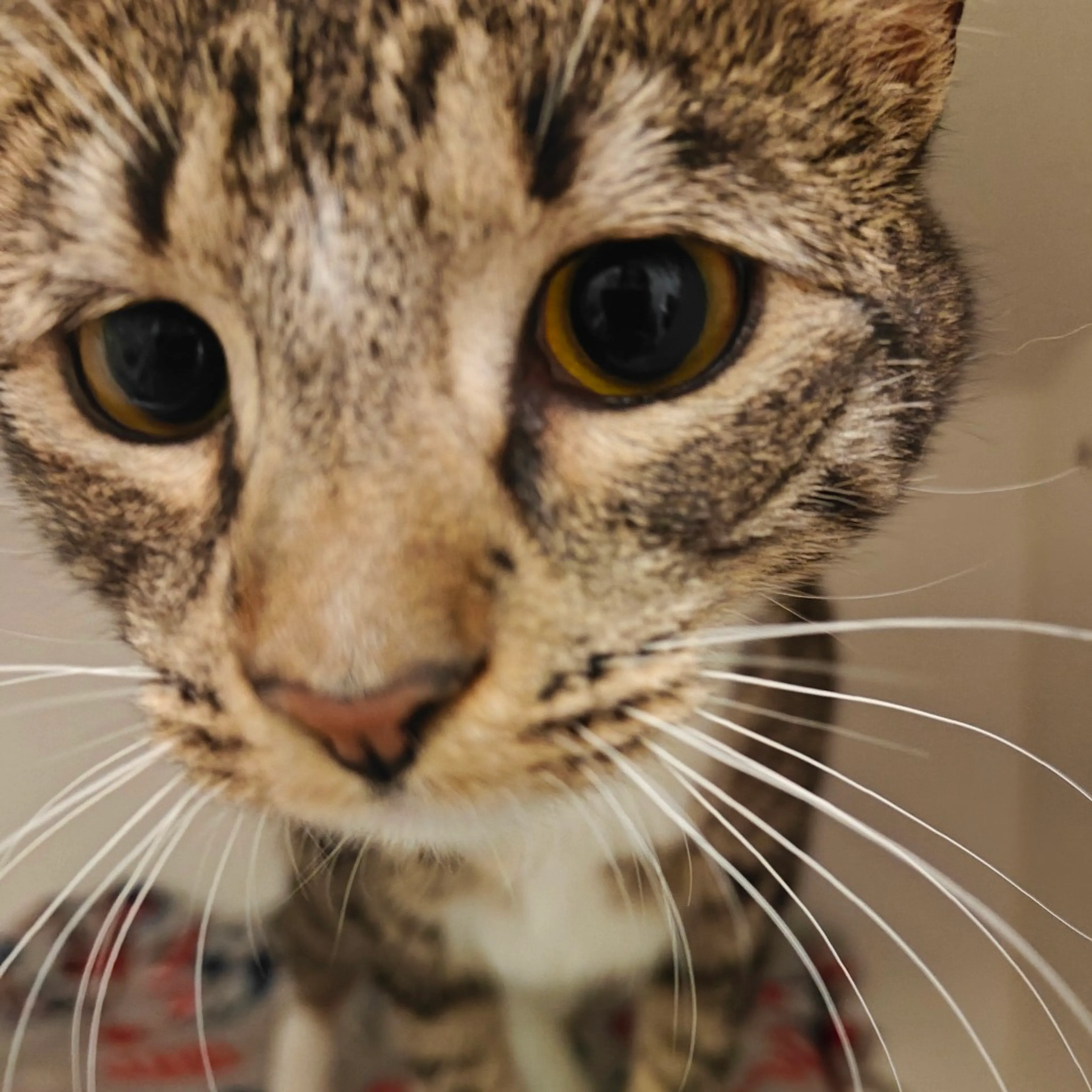 Found pet-2