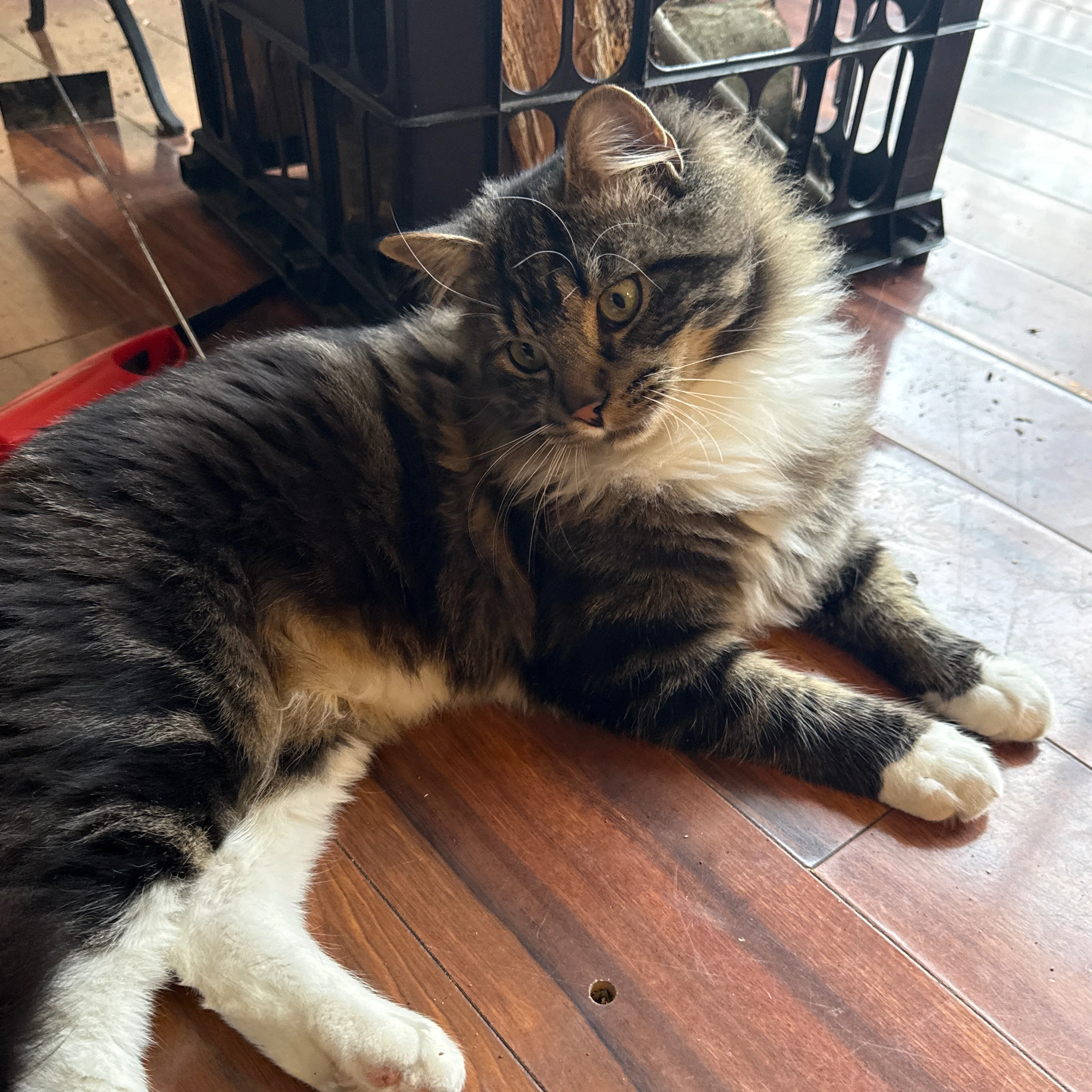 Lost pet-1