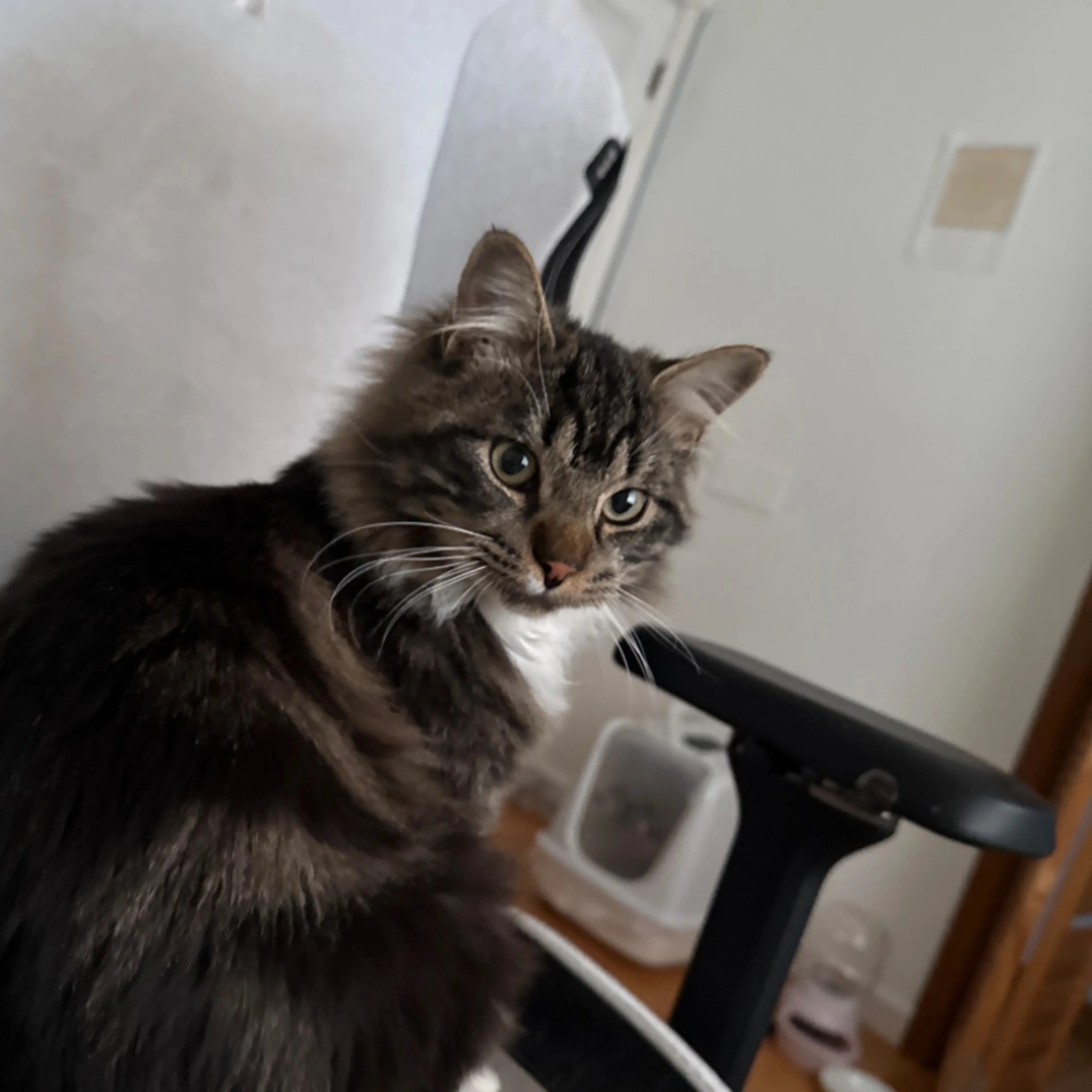 Lost pet-0