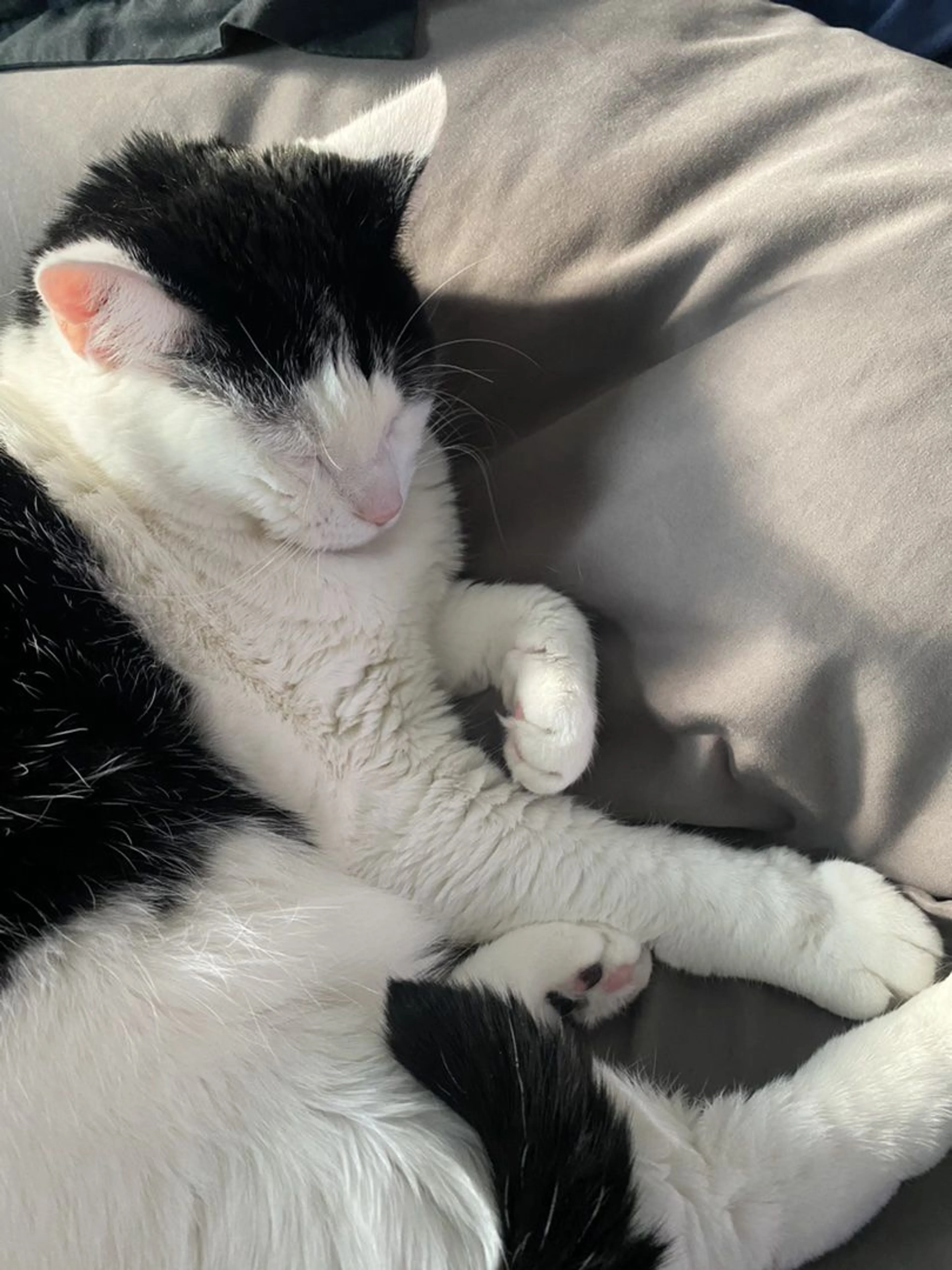 Lost pet-2