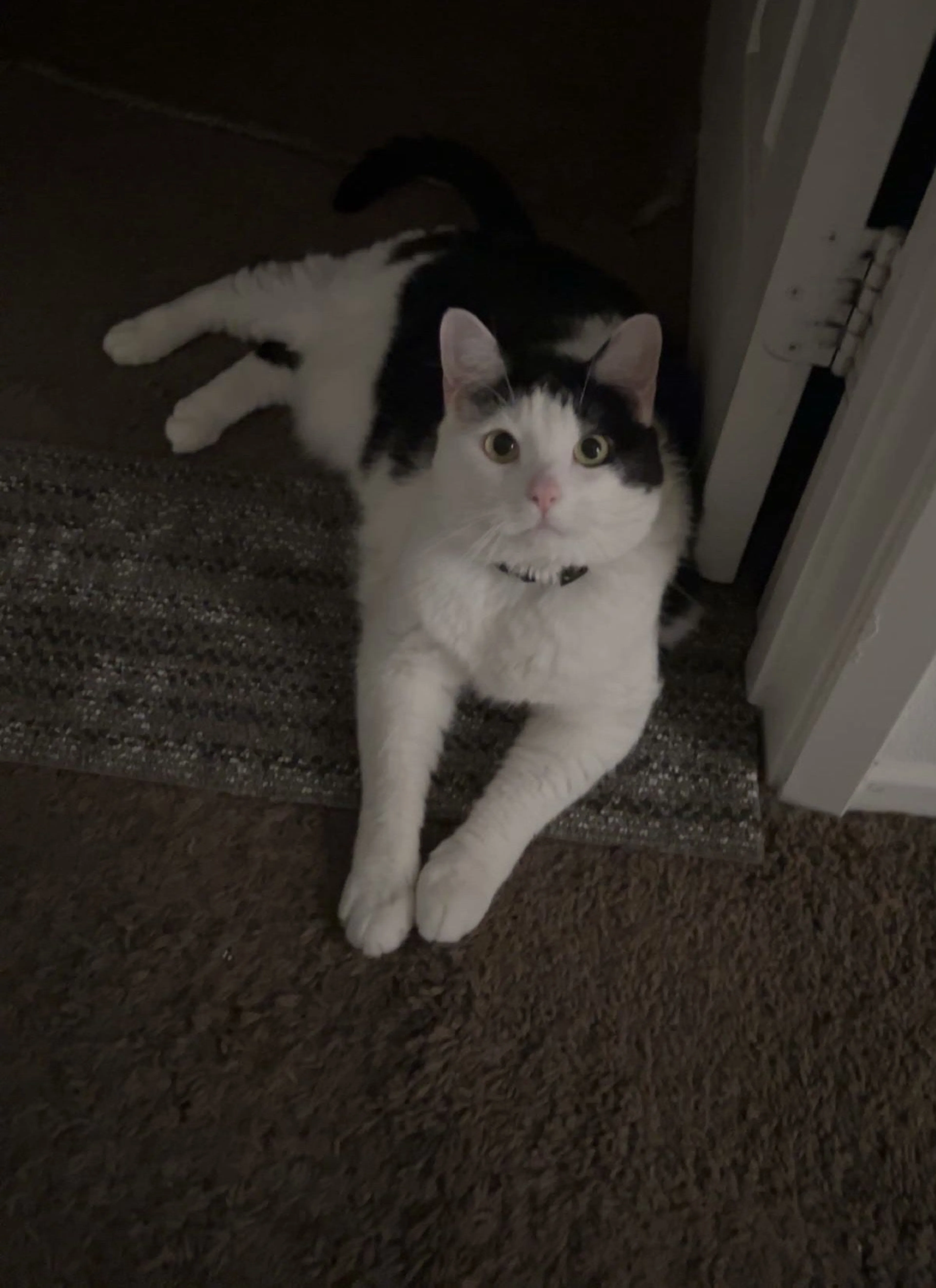 Lost pet-4