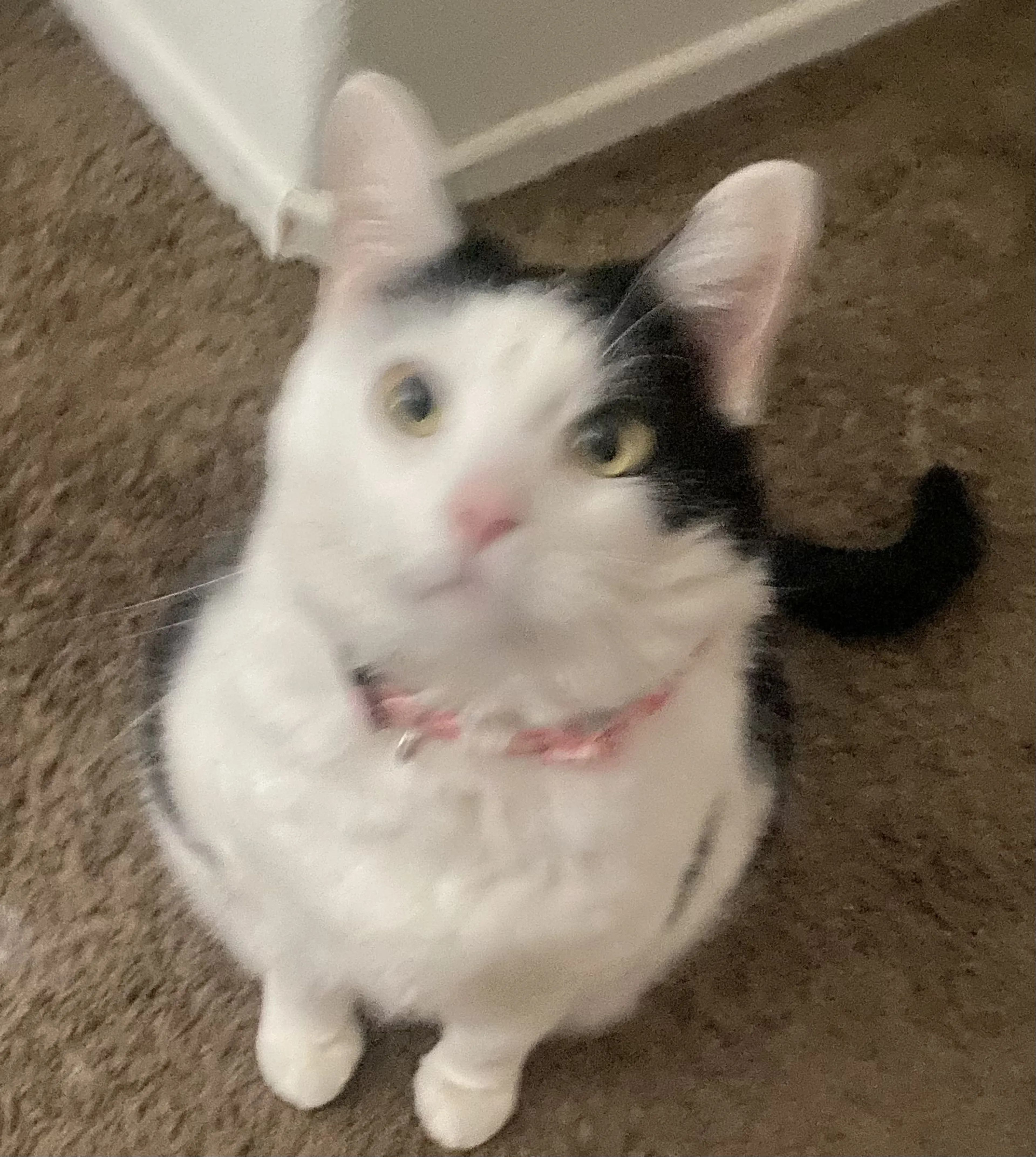 Lost pet-3