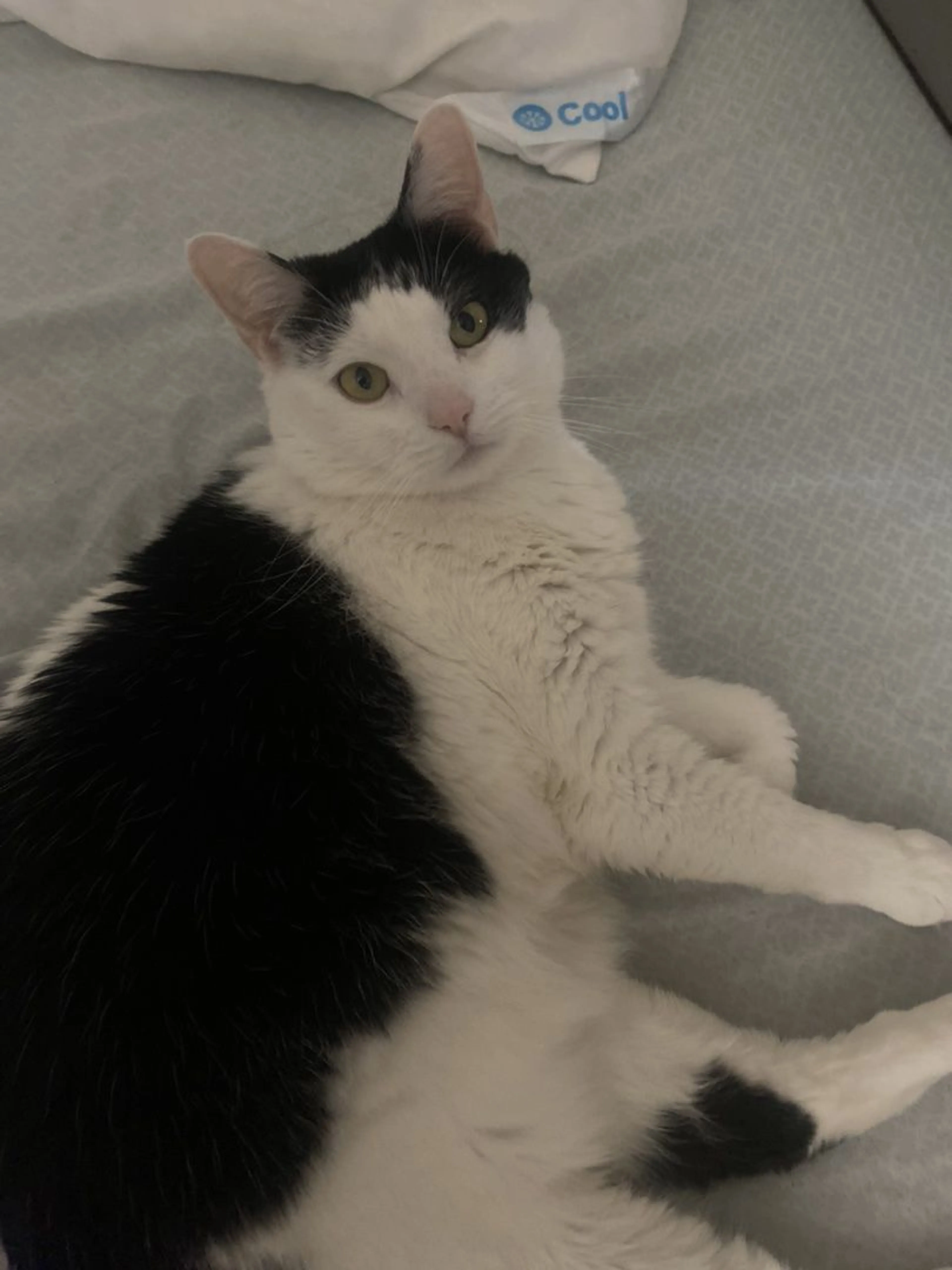 Lost pet-1