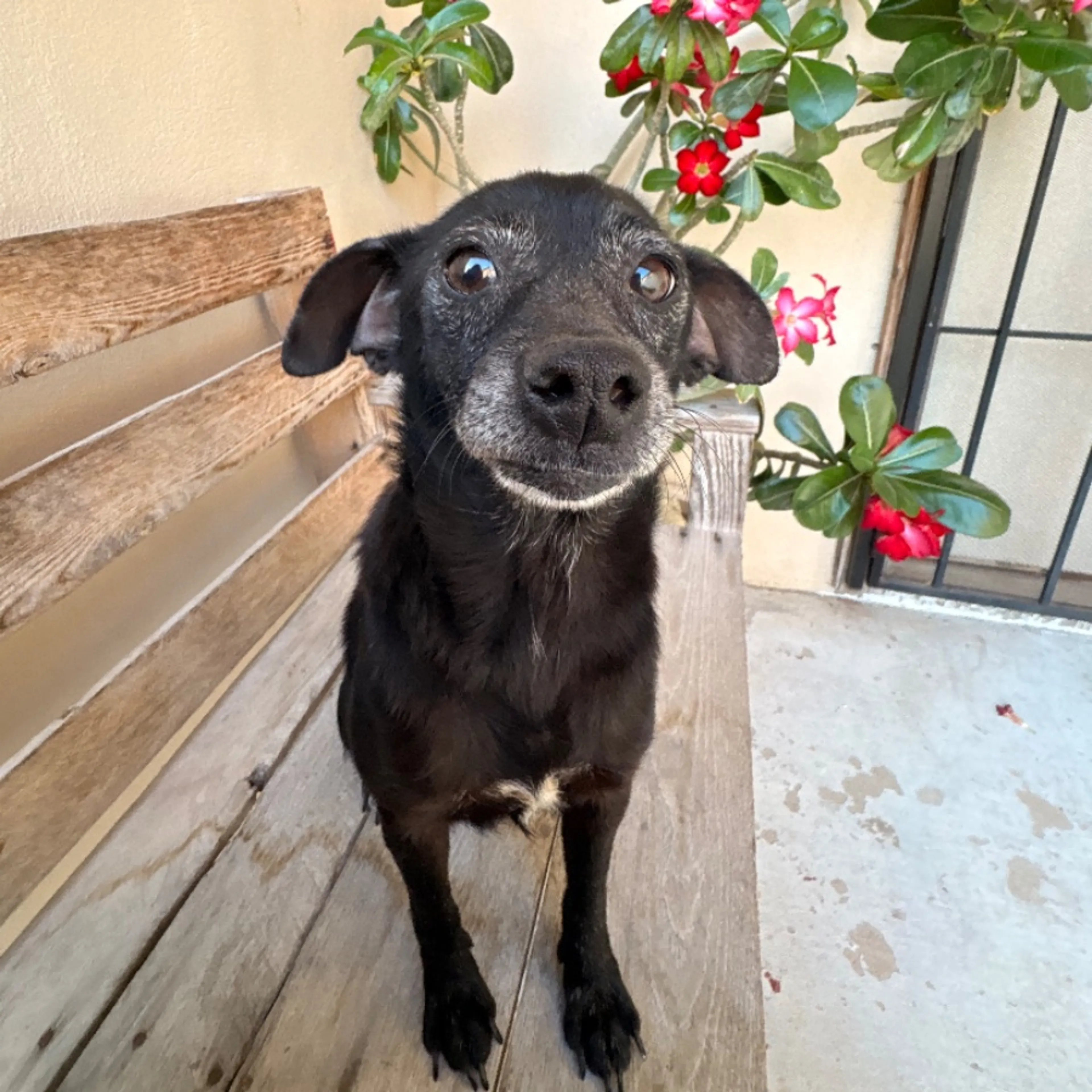 Found pet