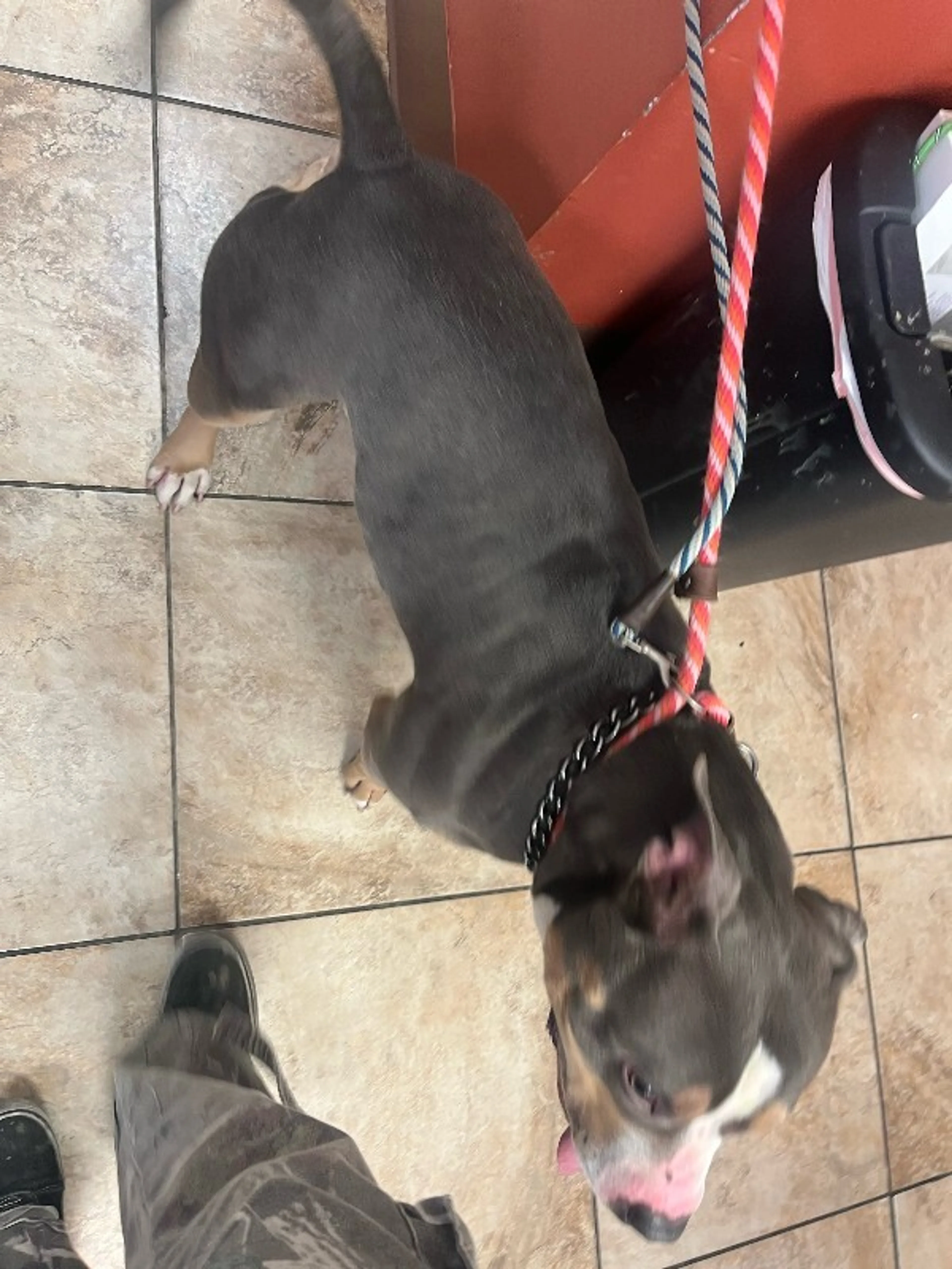 Found pet-1