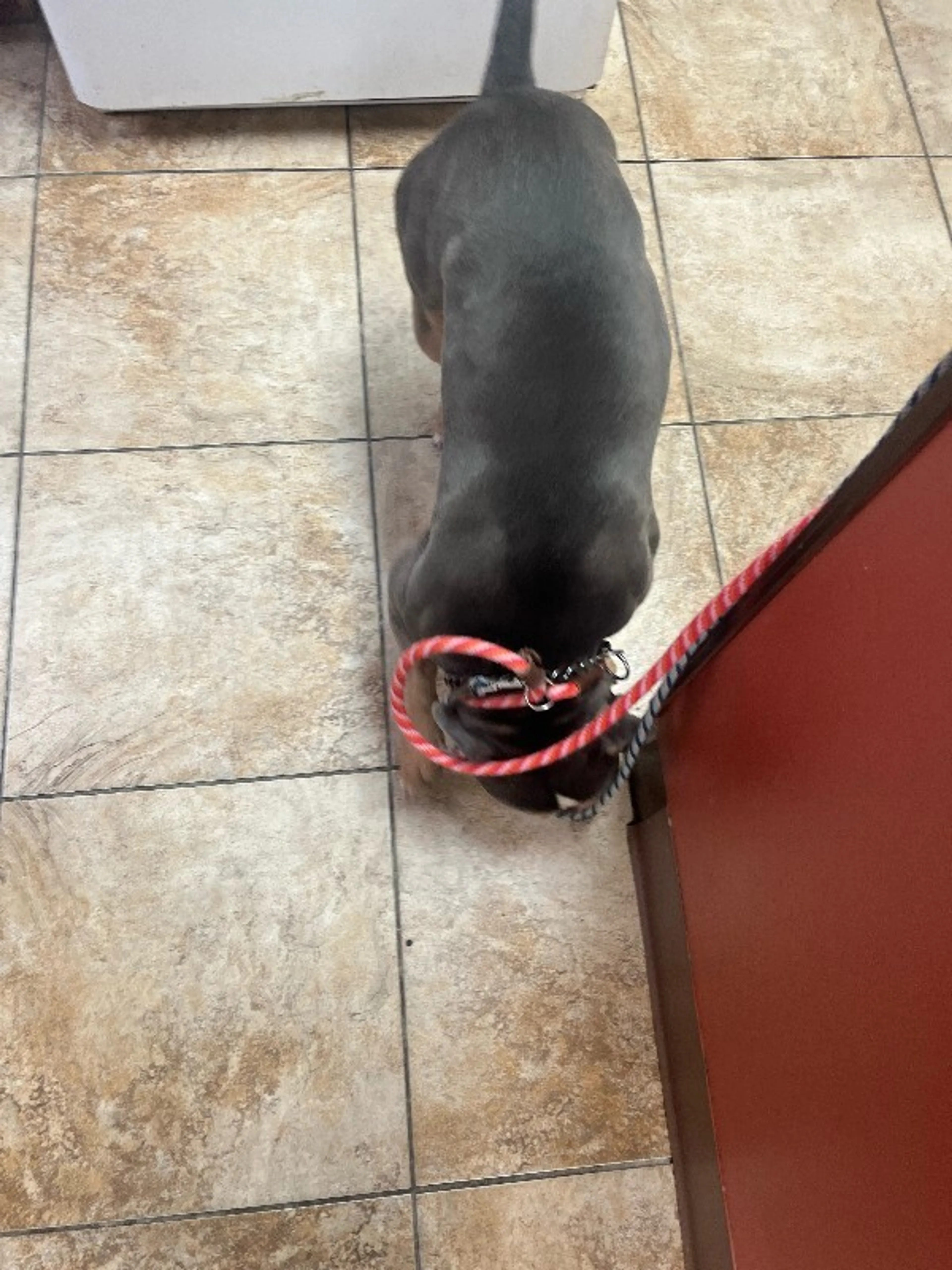 Found pet-2