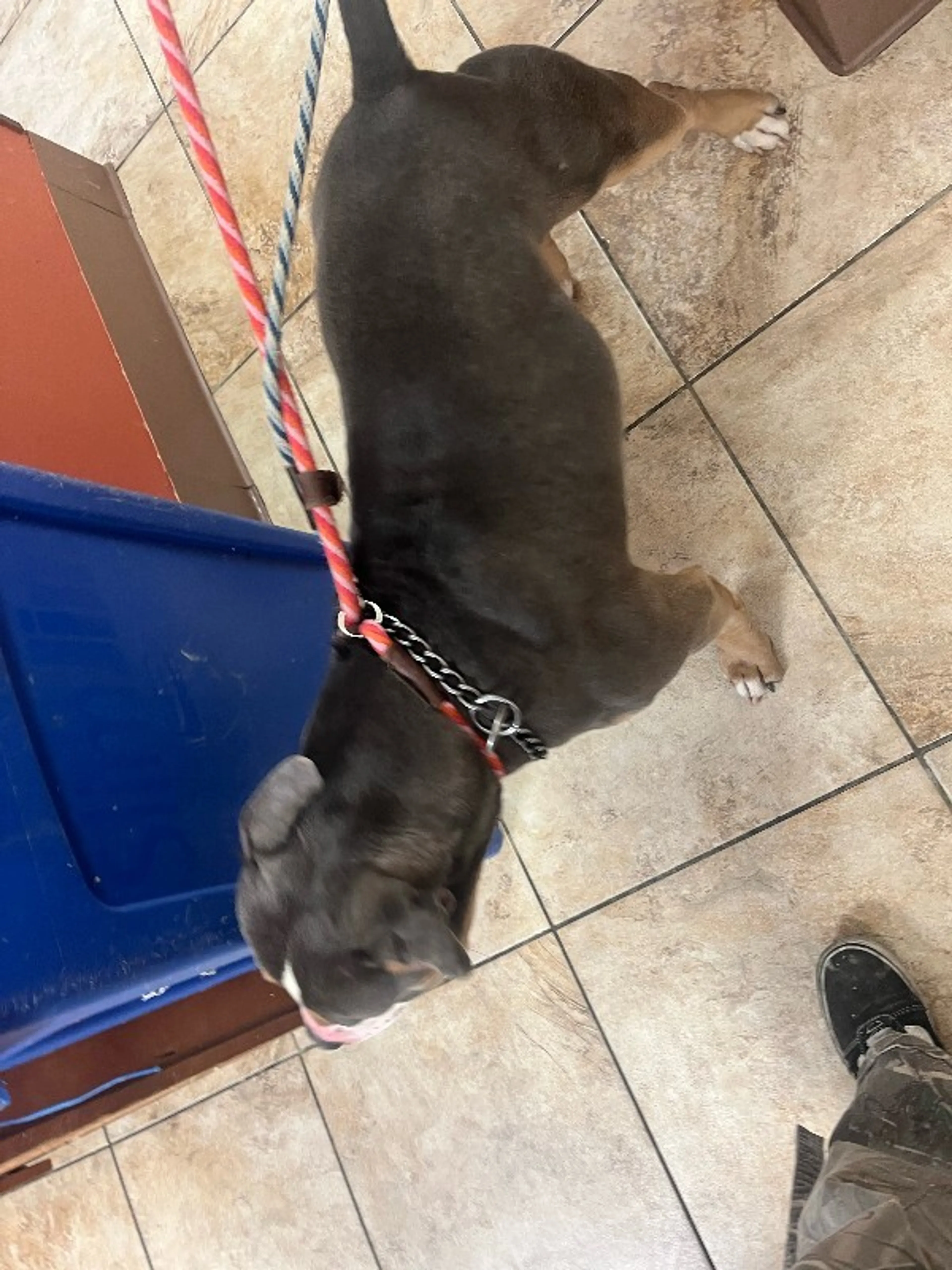 Found pet-3