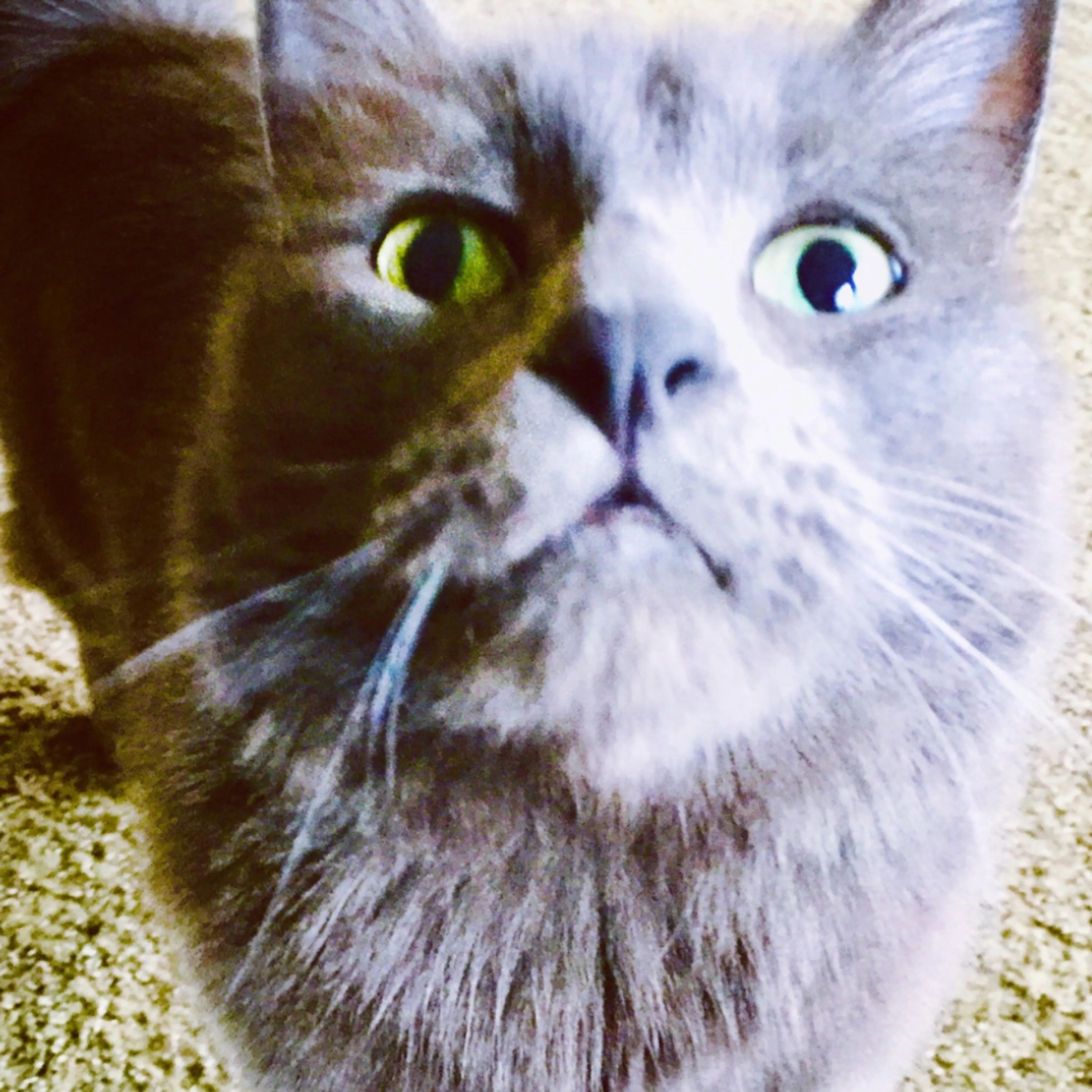 Lost pet