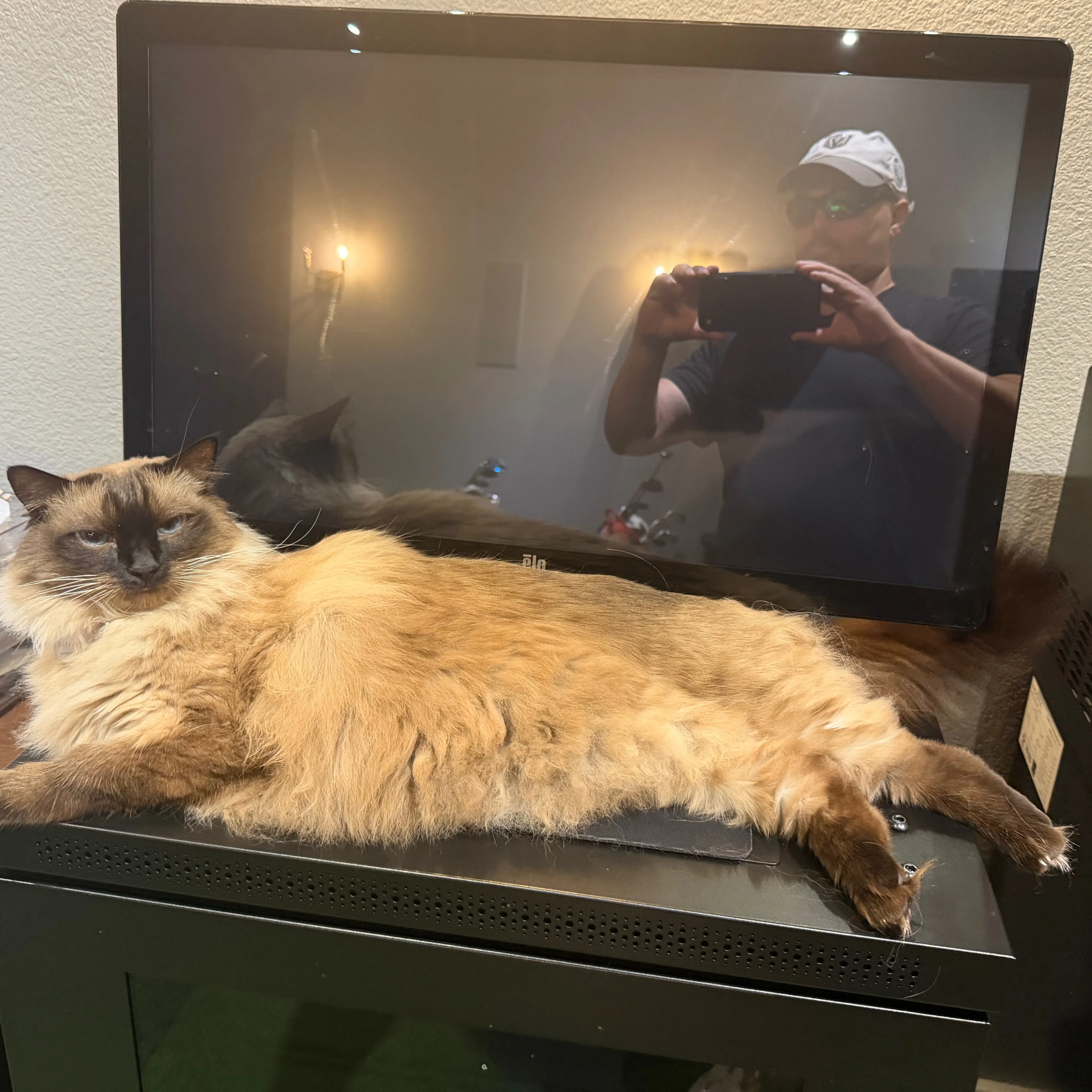 Lost pet-1