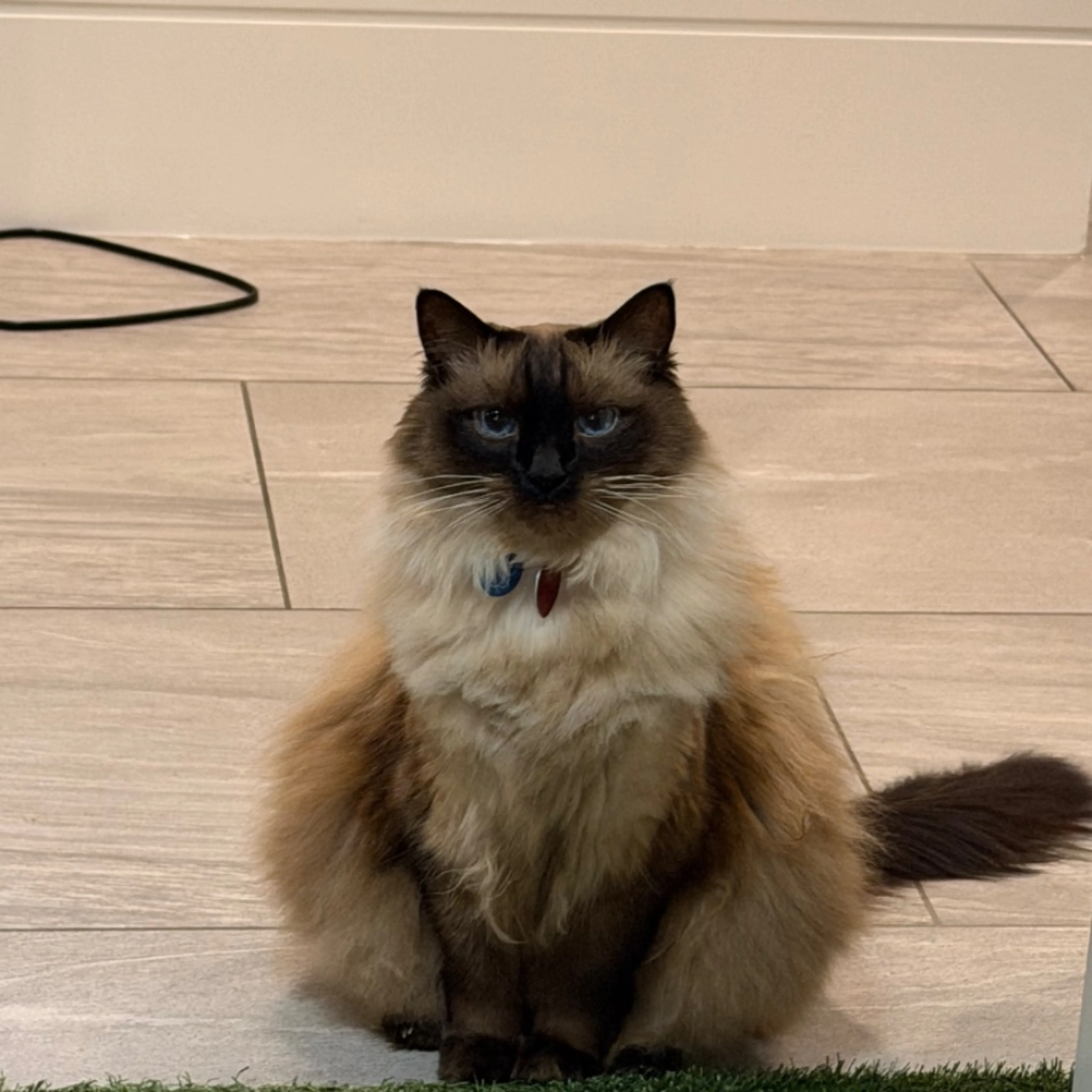 Lost pet-0