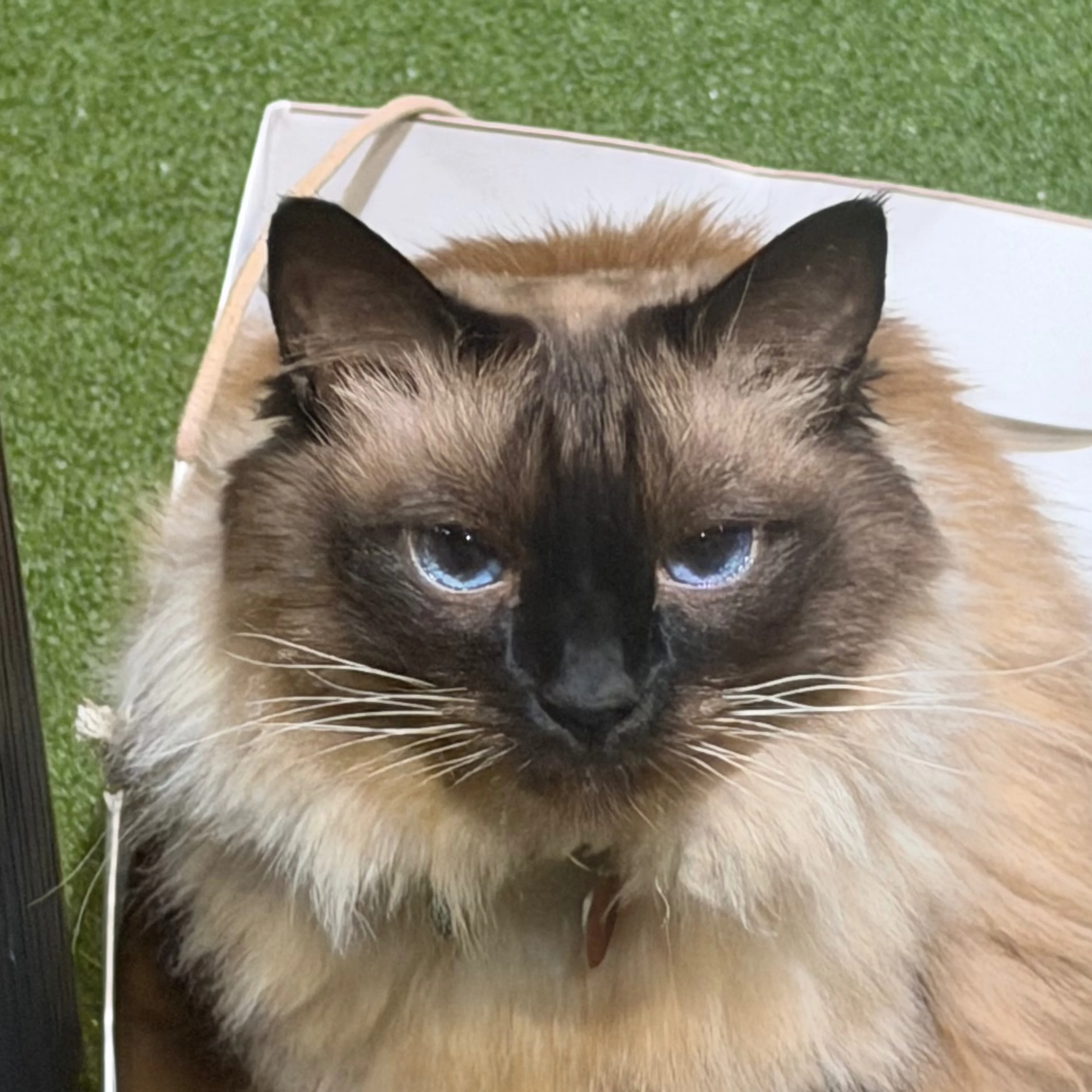 Lost pet-2