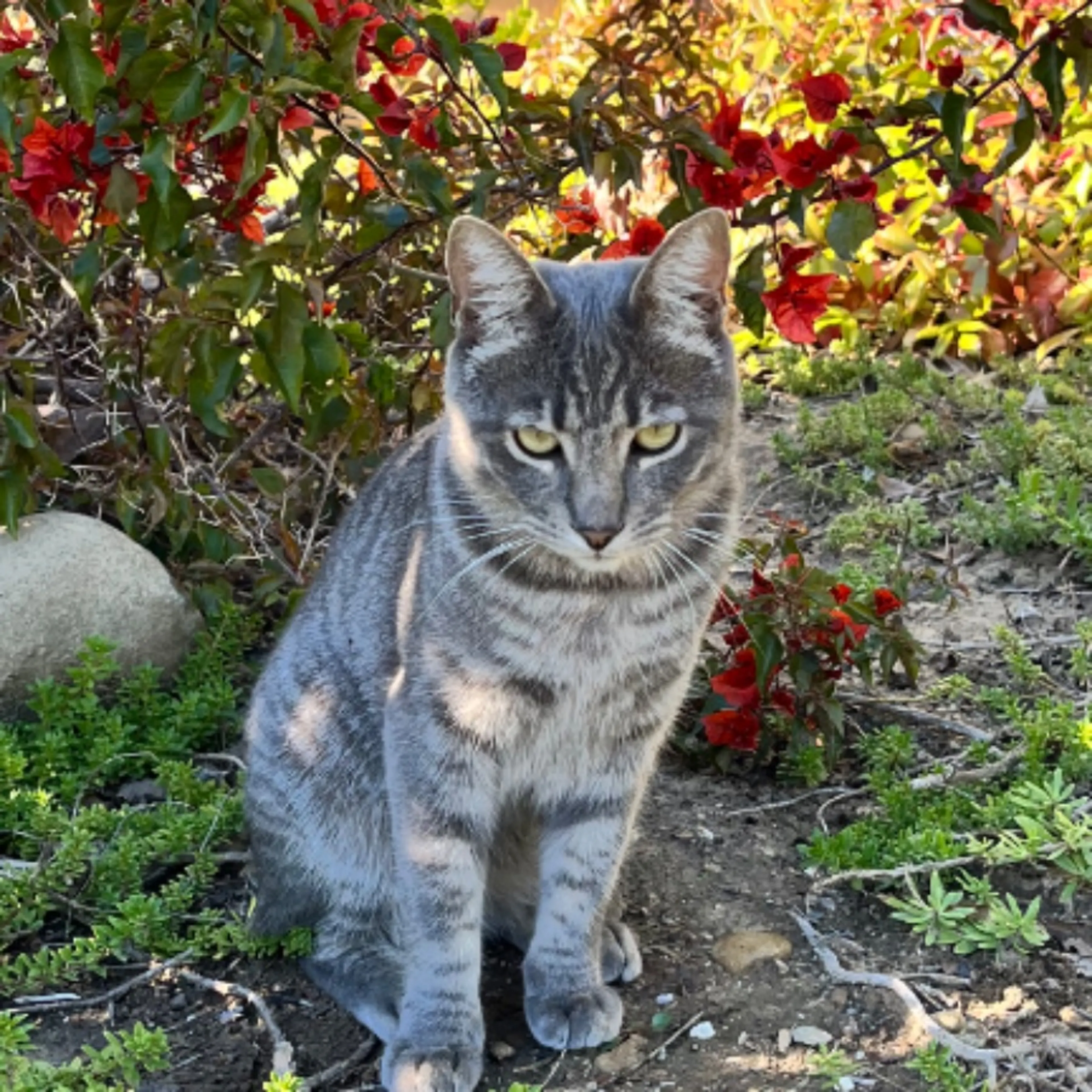 Lost pet-0