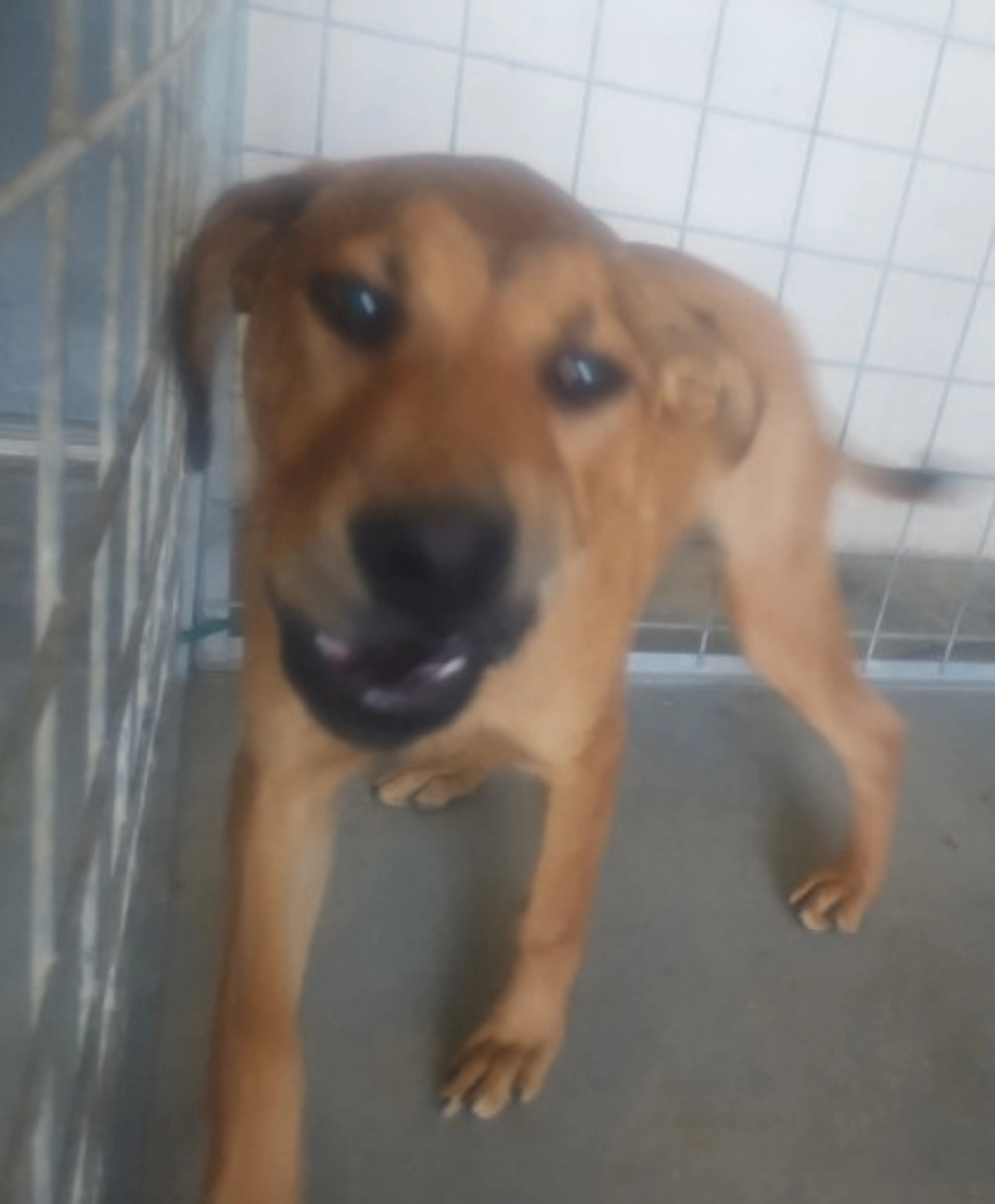 Found pet