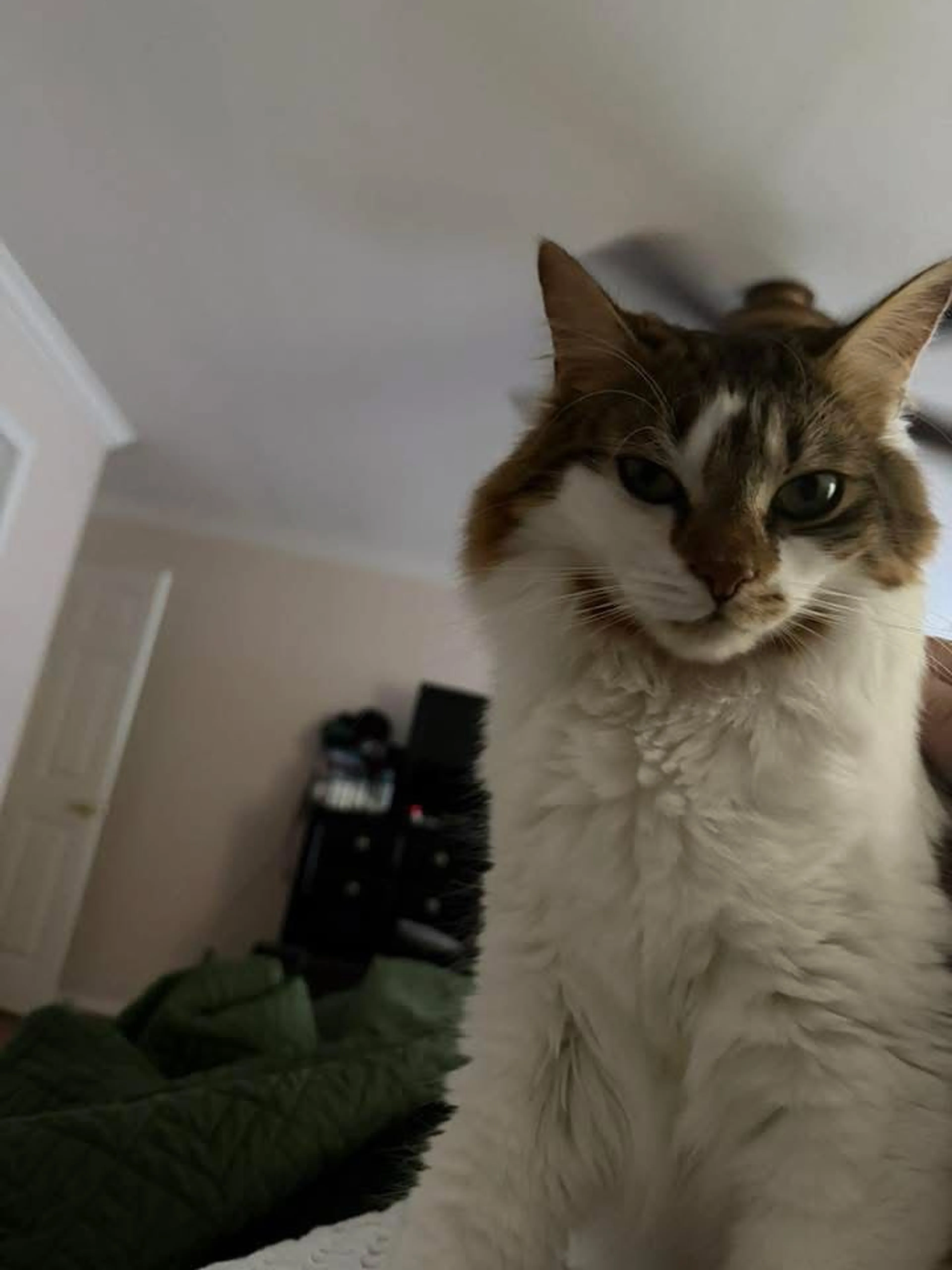 Lost pet