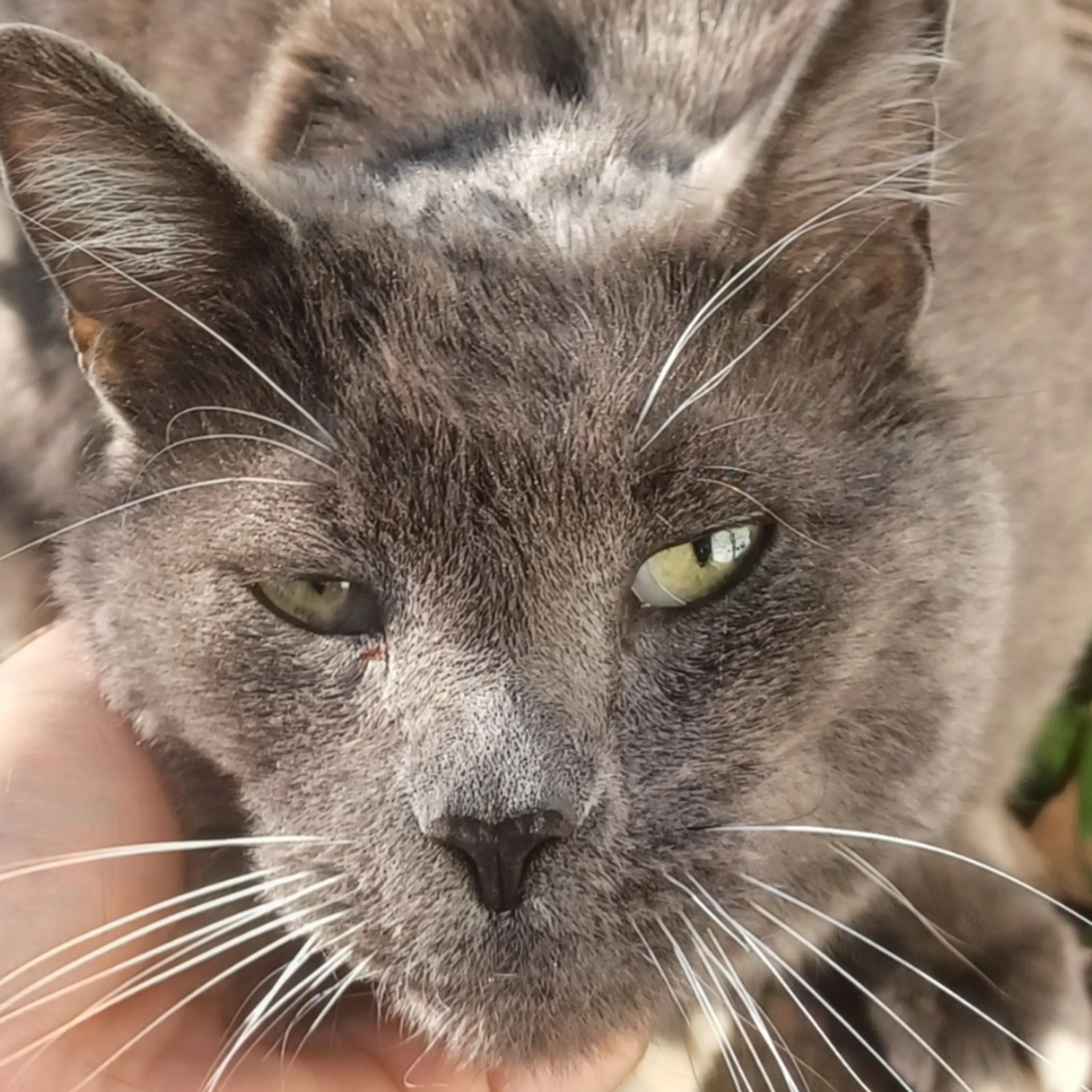 Found pet
