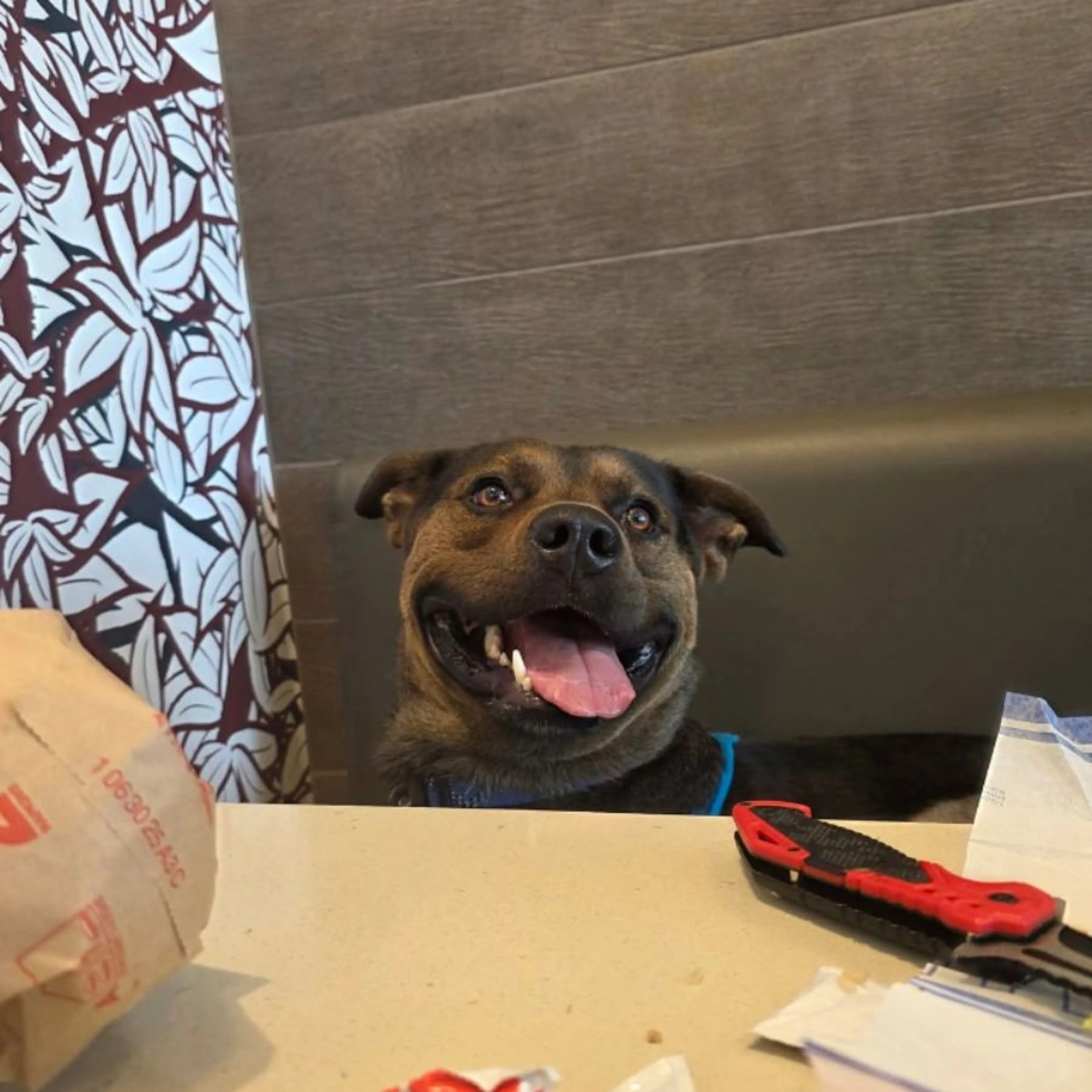 Lost pet-0