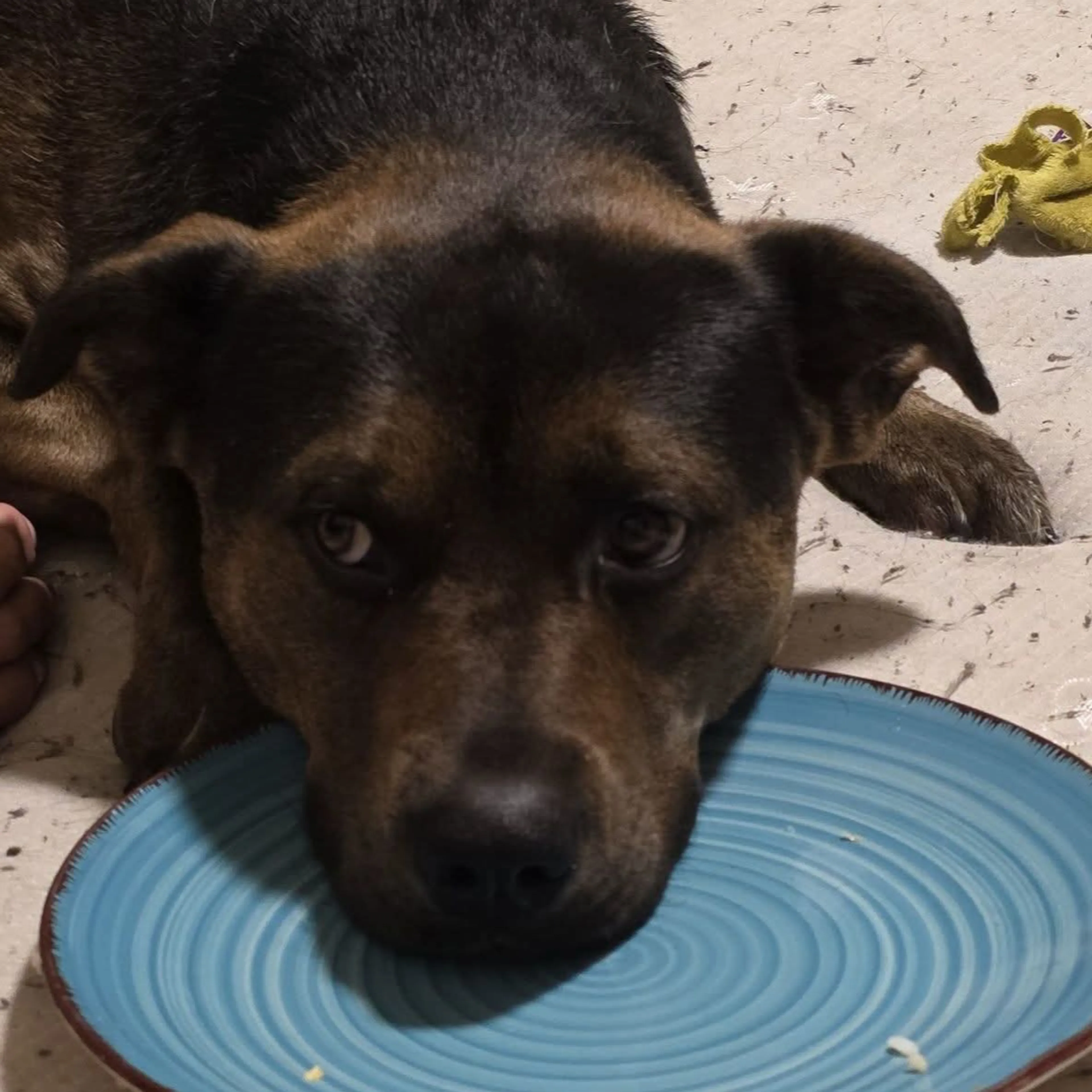 Lost pet-2
