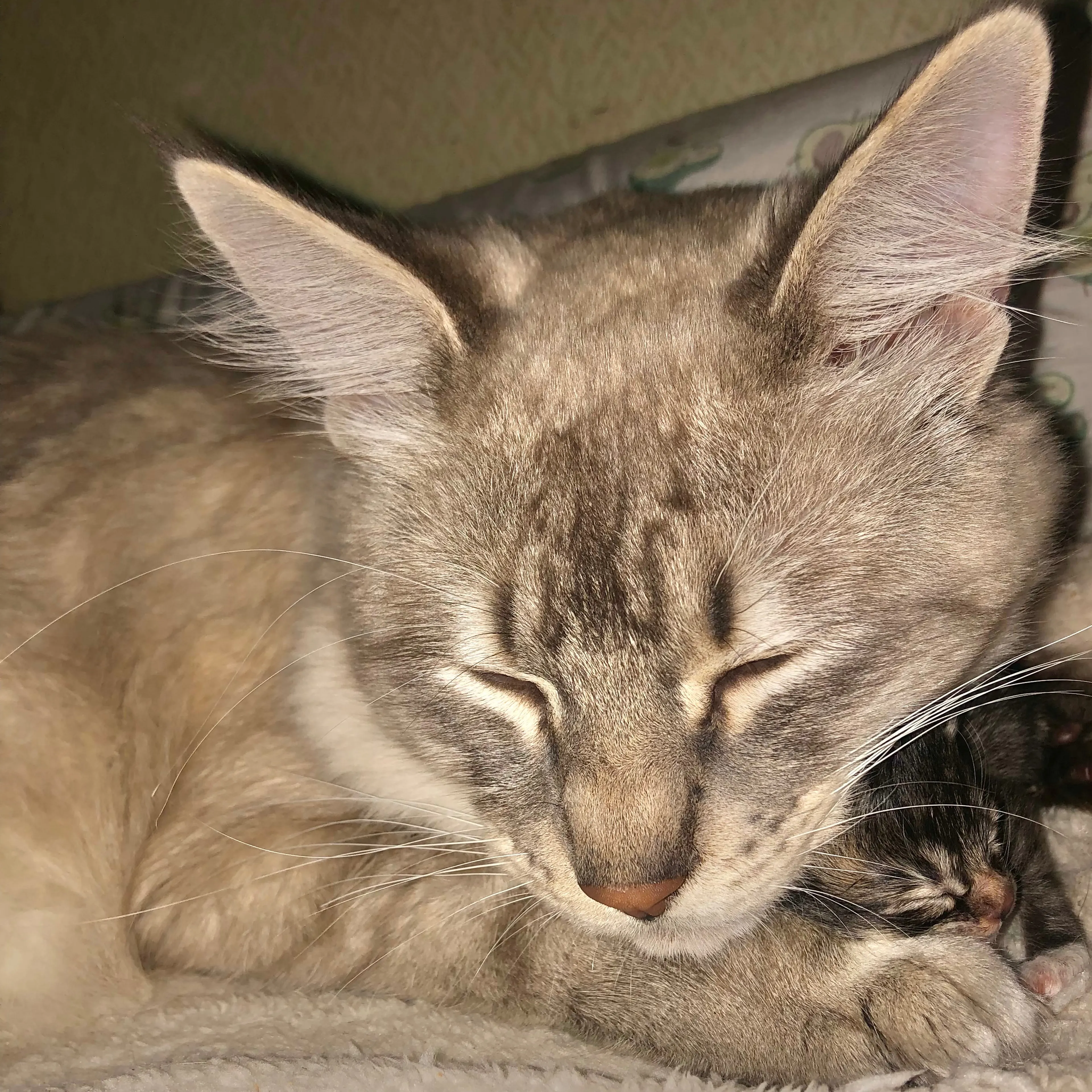 Lost pet-2