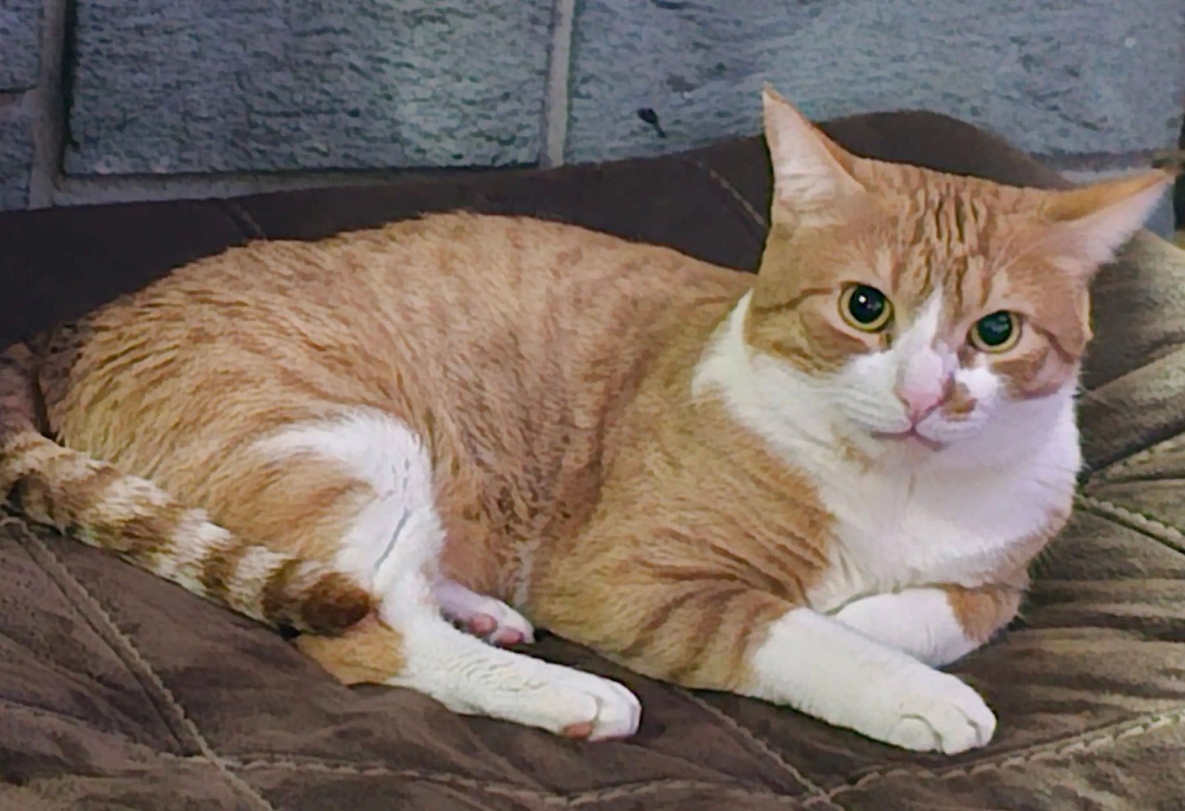 Lost pet-2