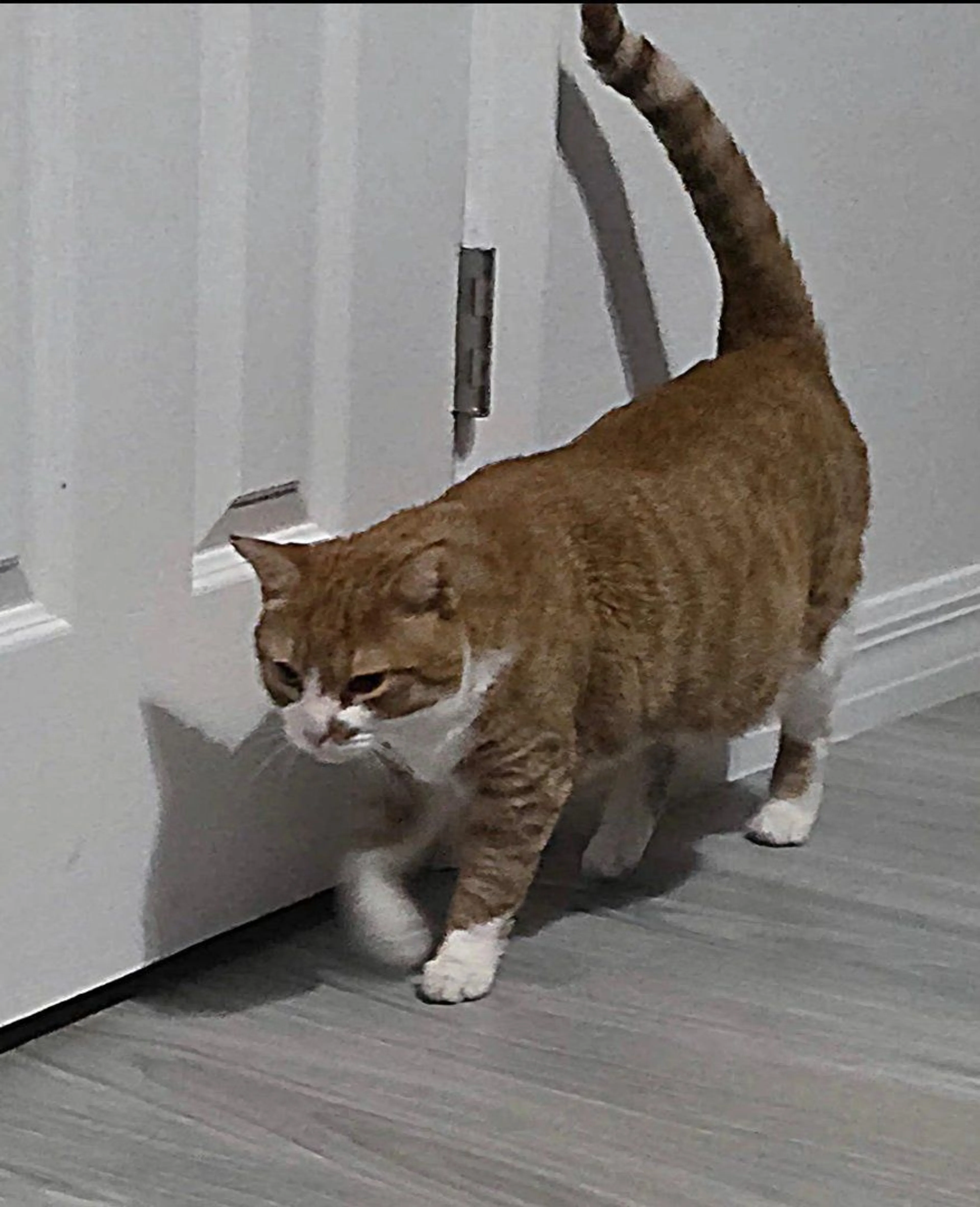 Lost pet-0