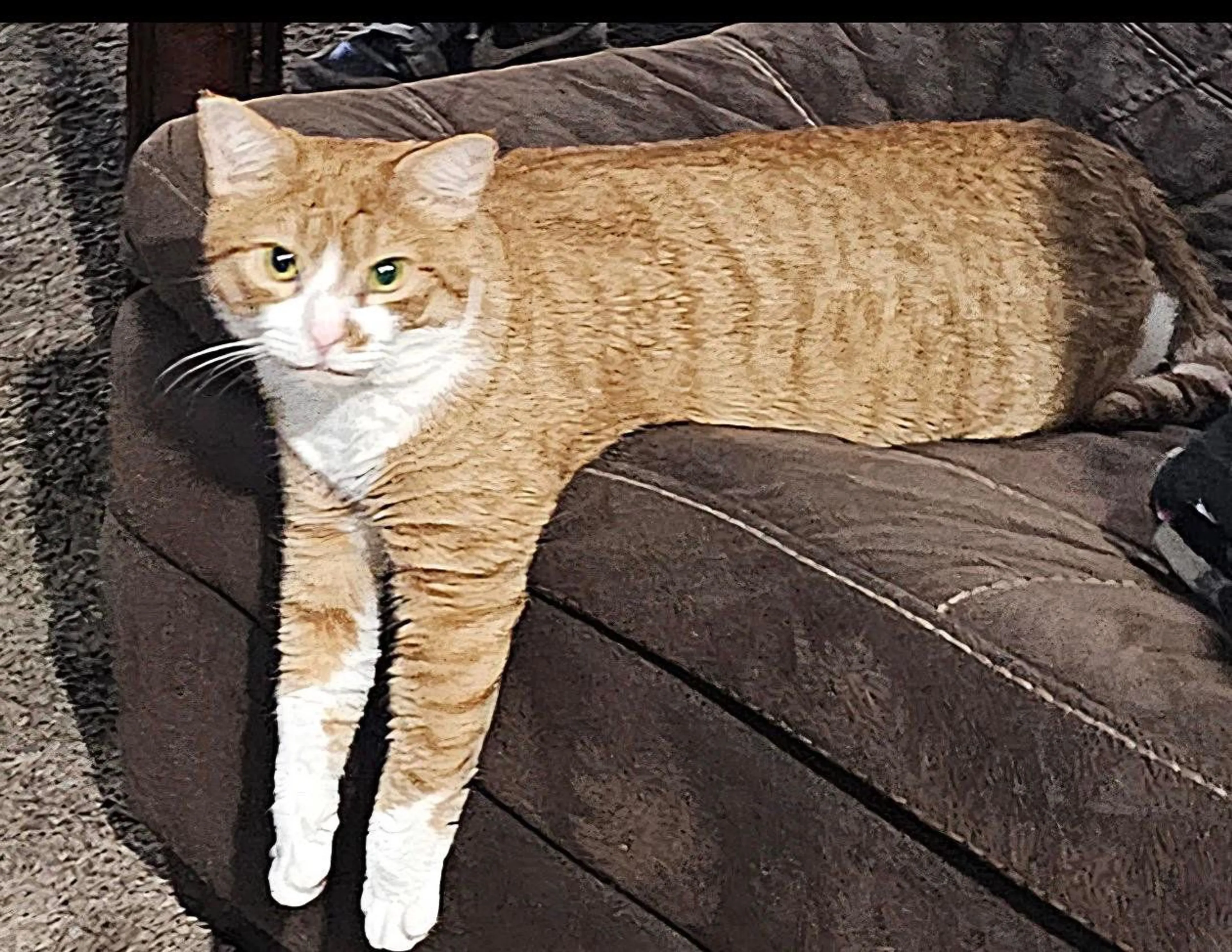 Lost pet-1