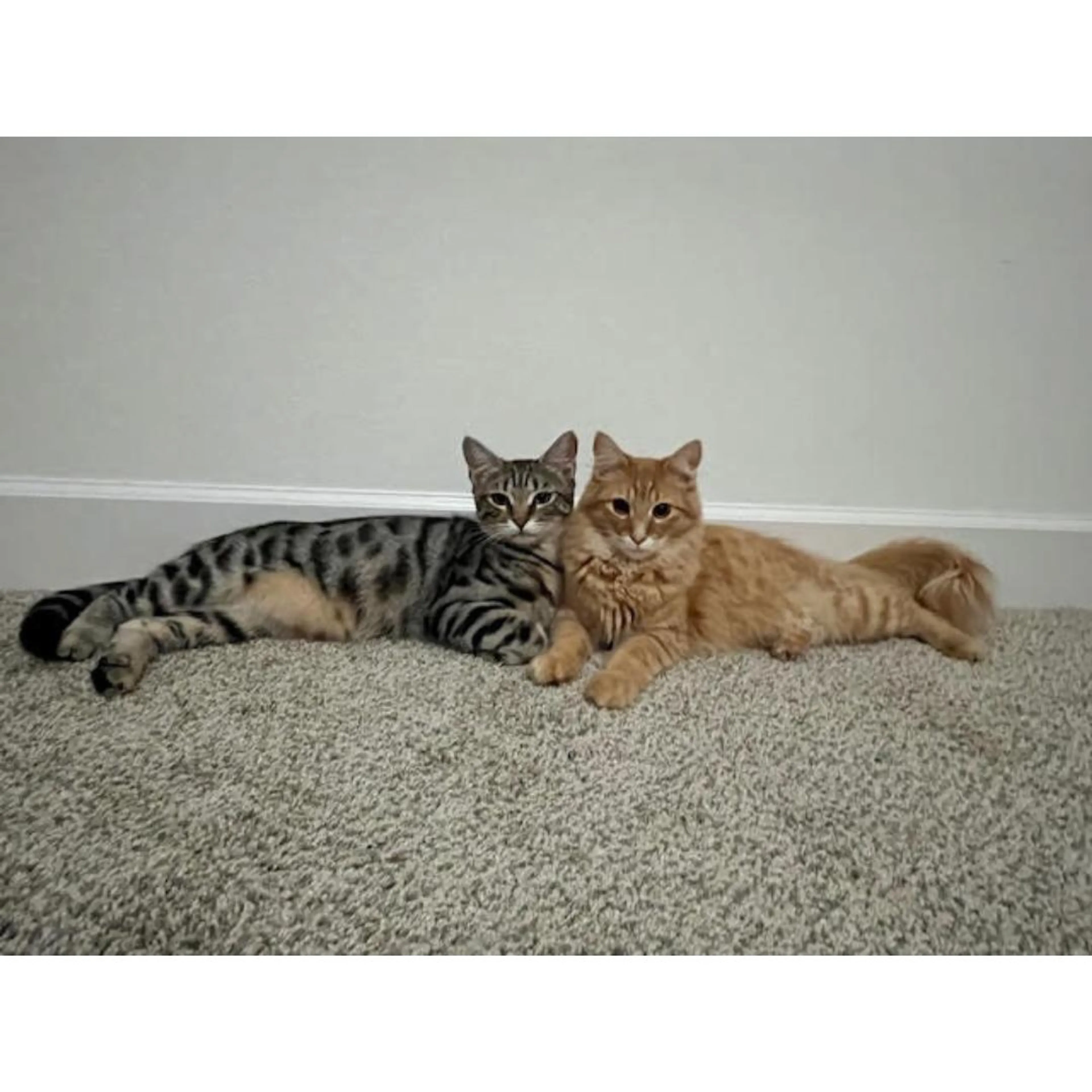 Found pet-2