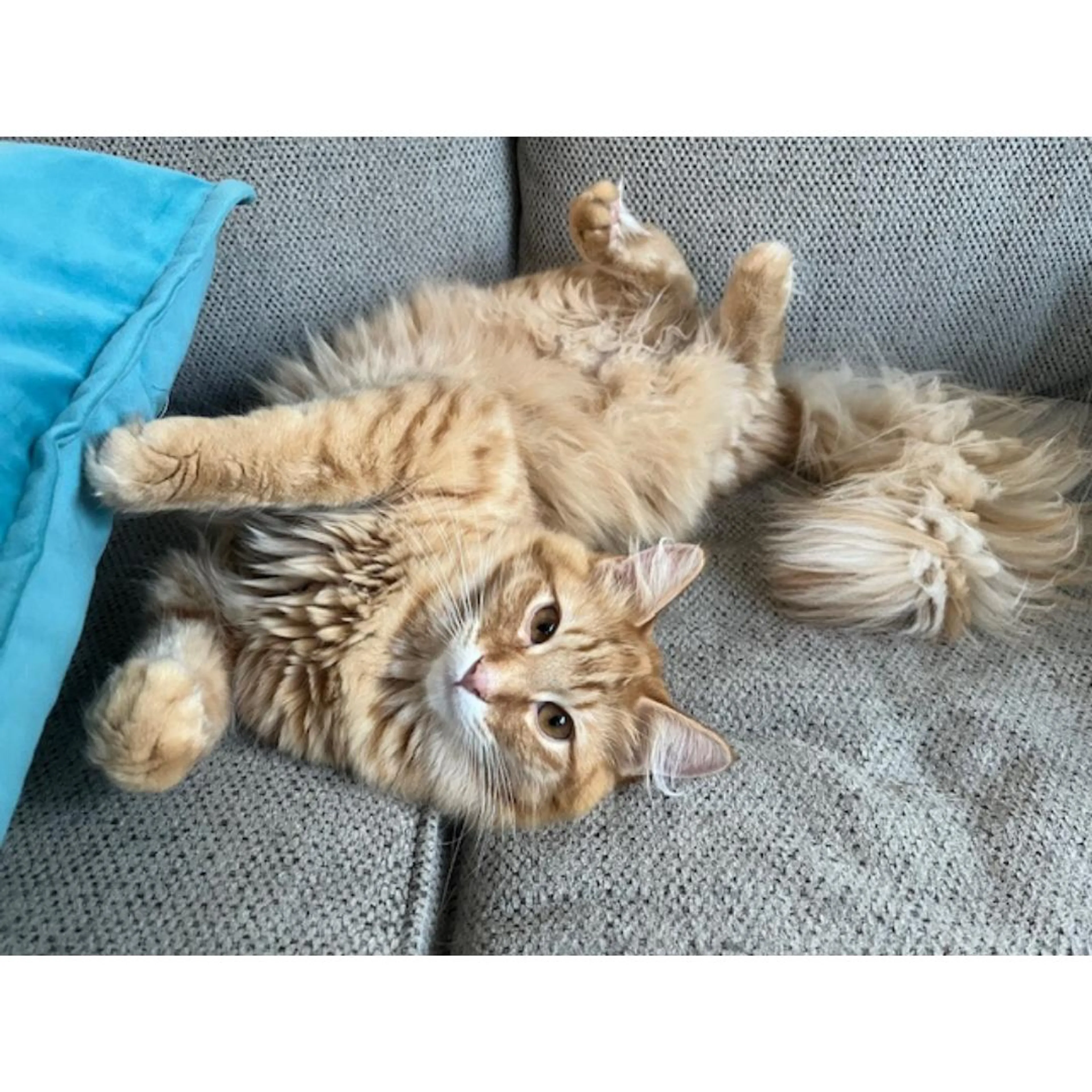 Found pet-4