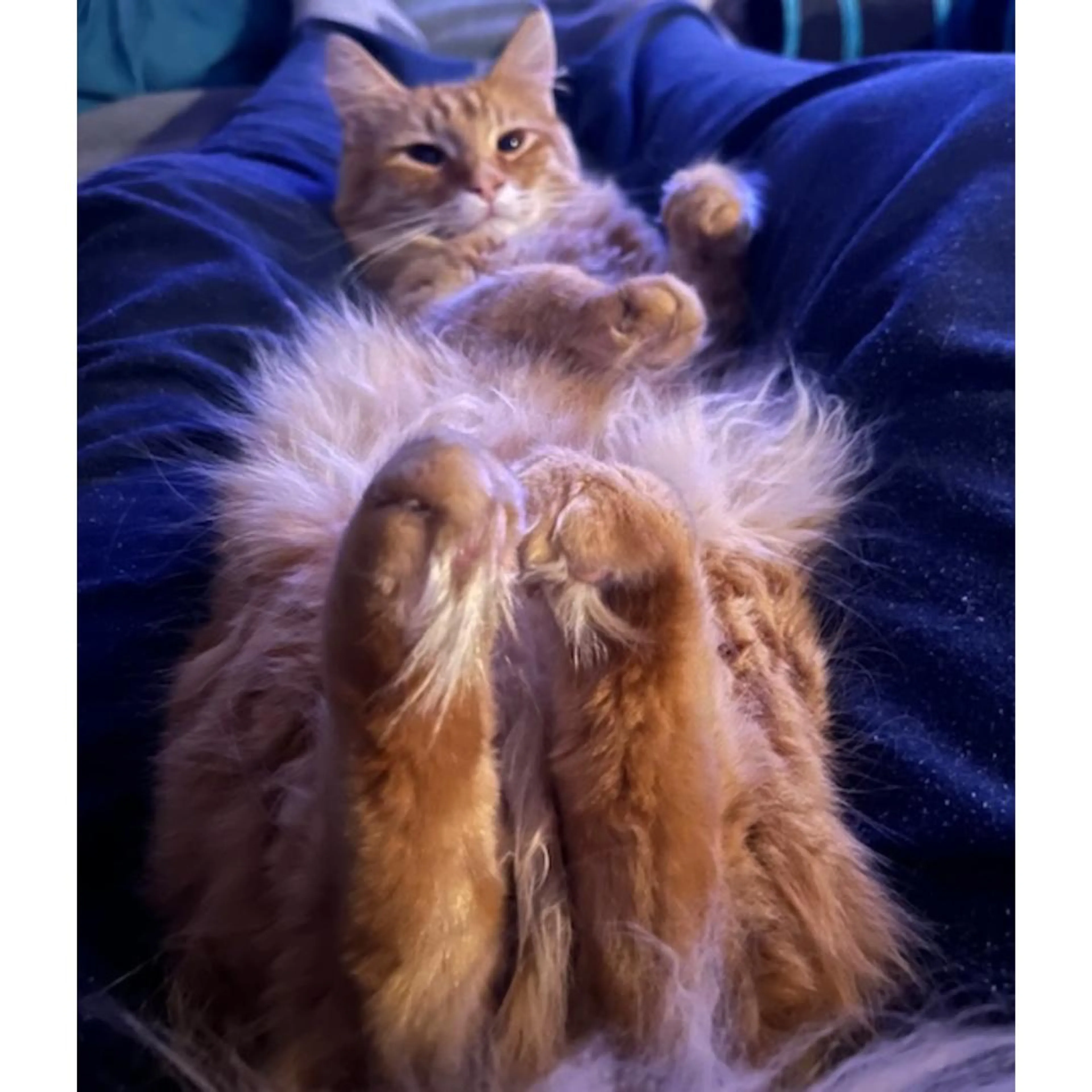 Found pet-5