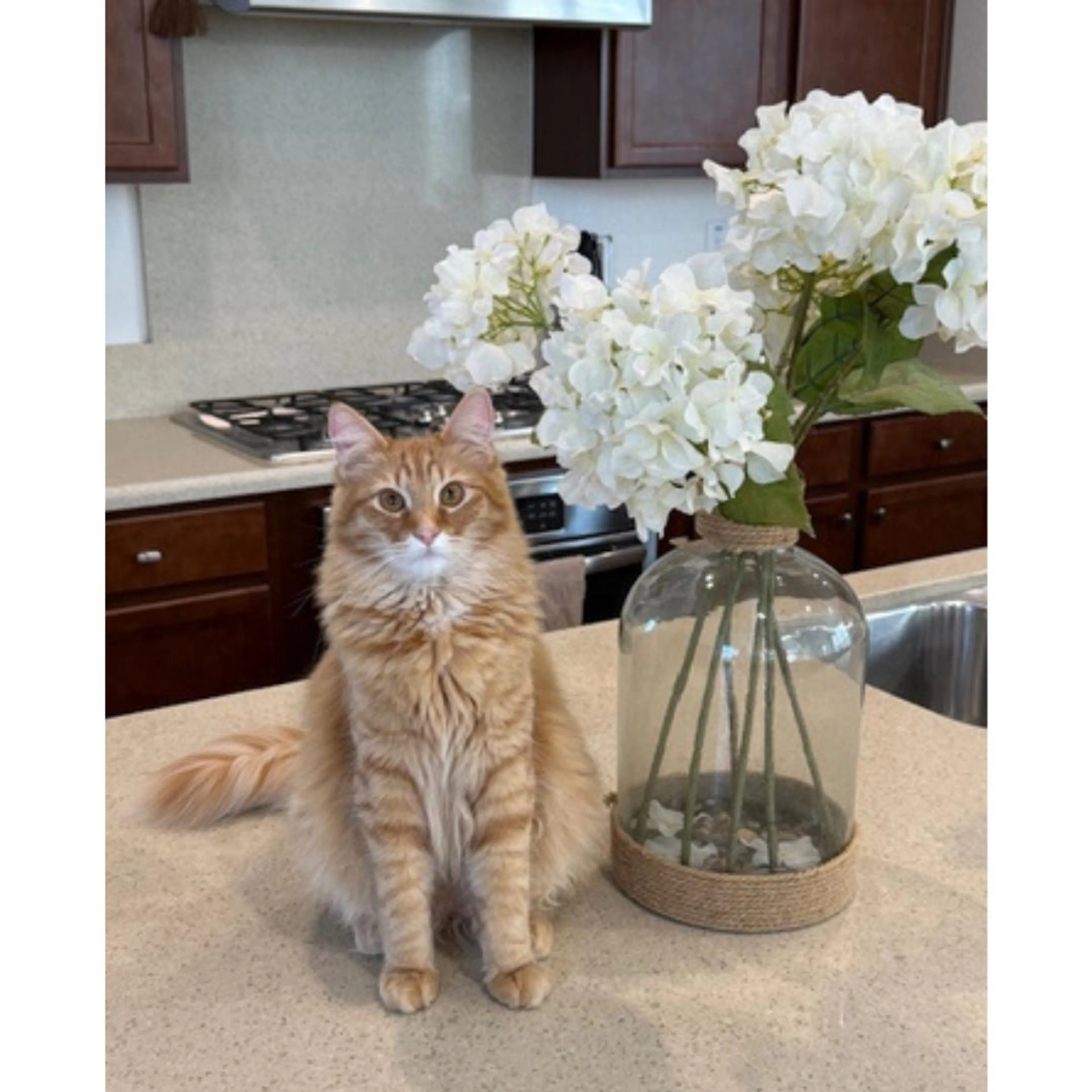 Found pet-1