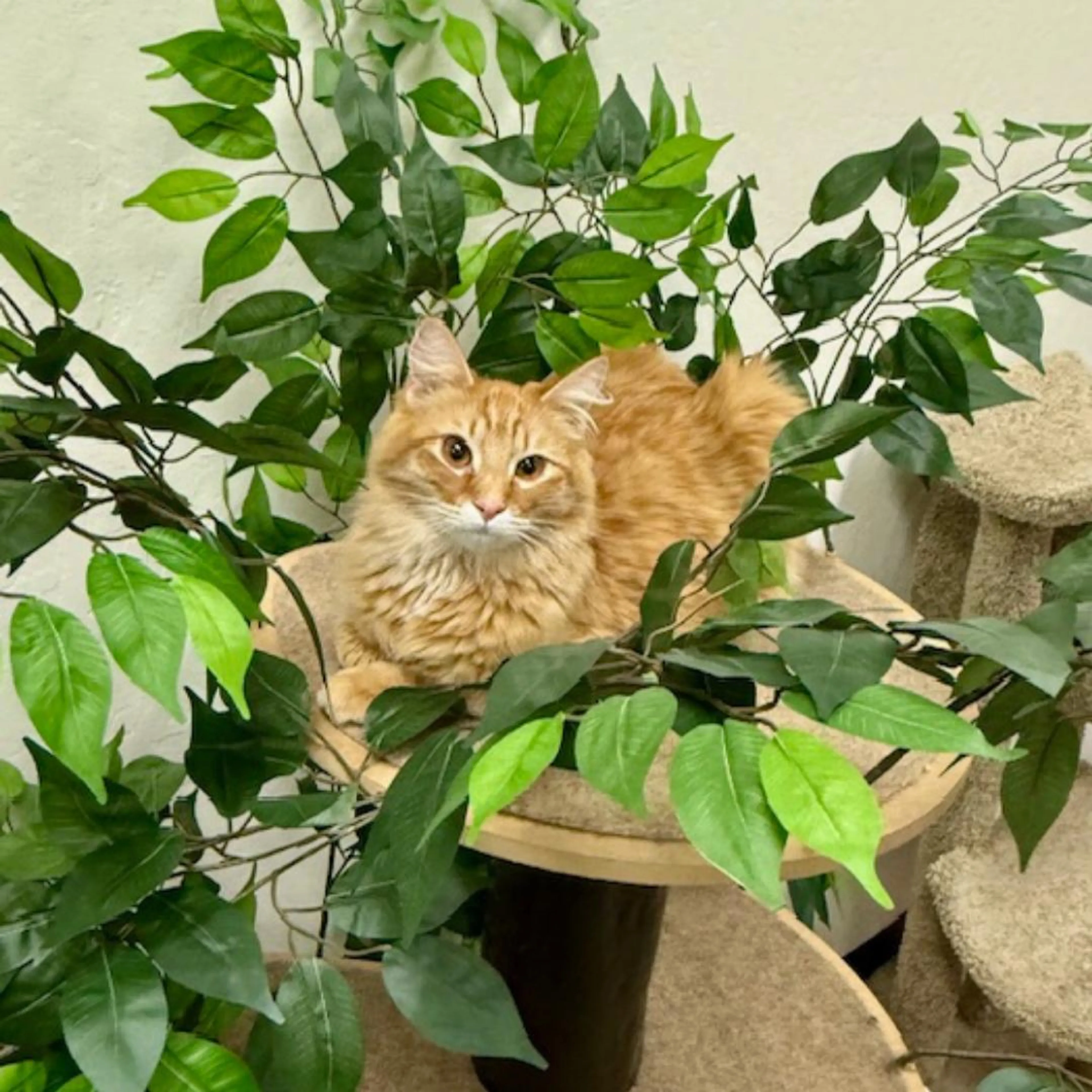 Found pet-3