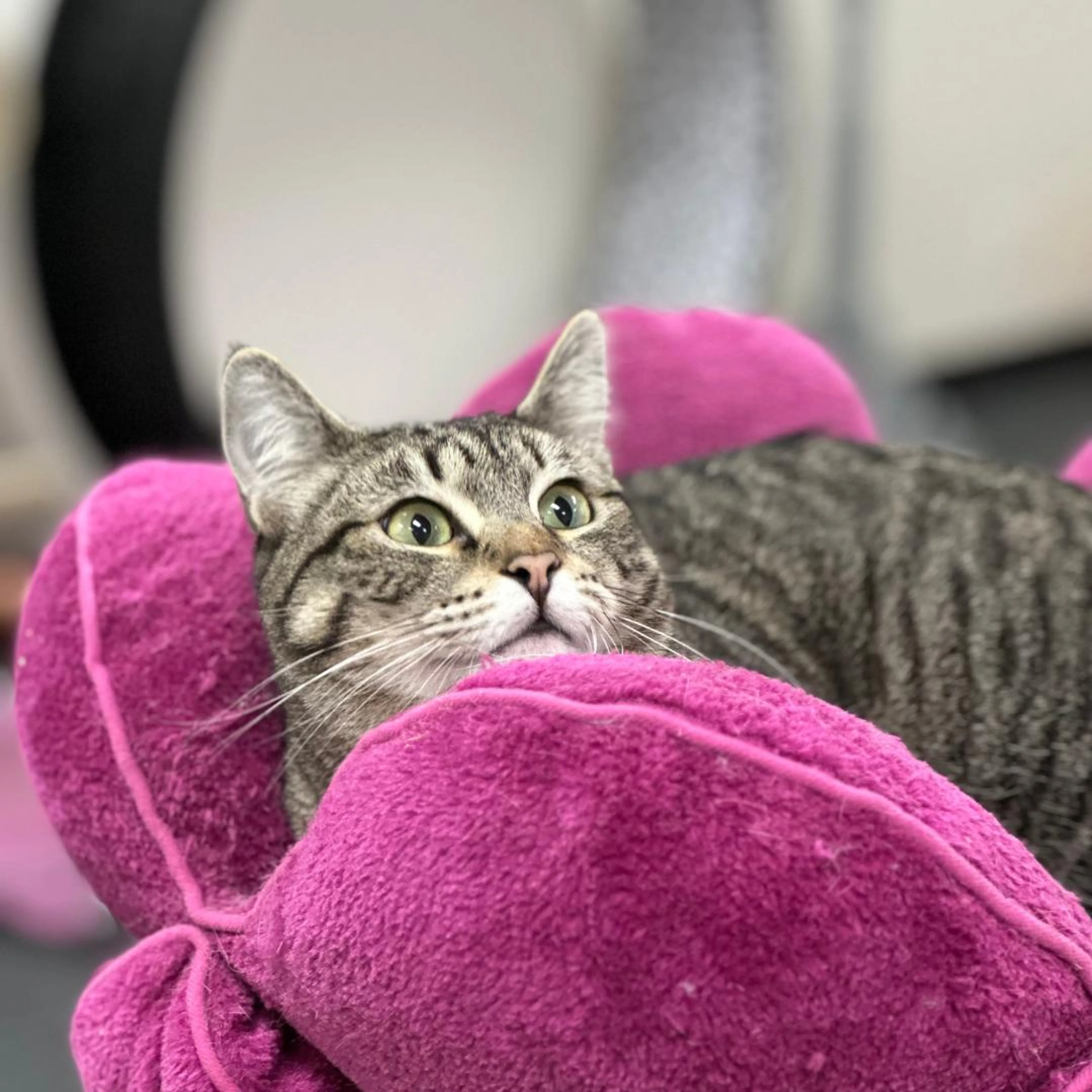 Found pet-2