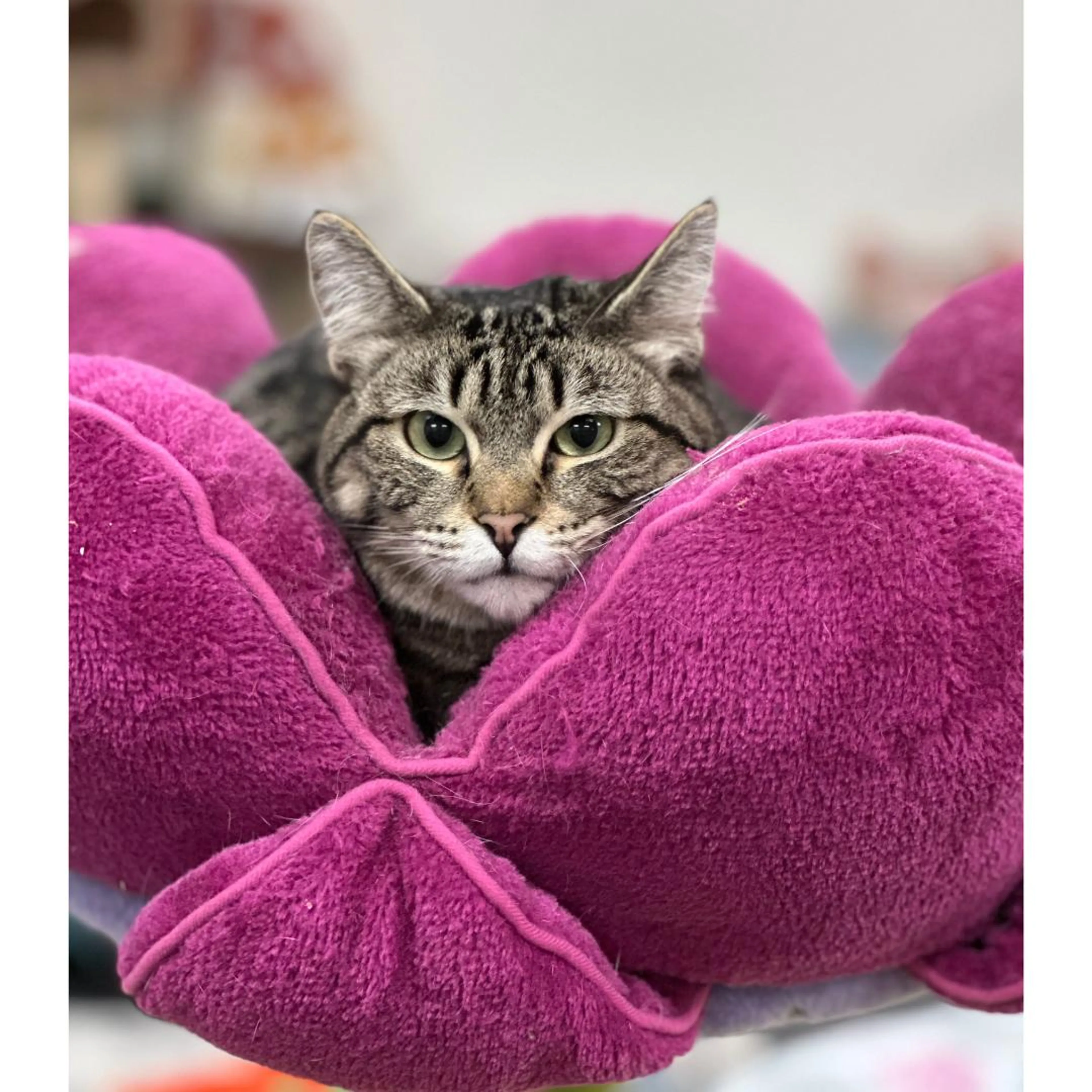 Found pet-3