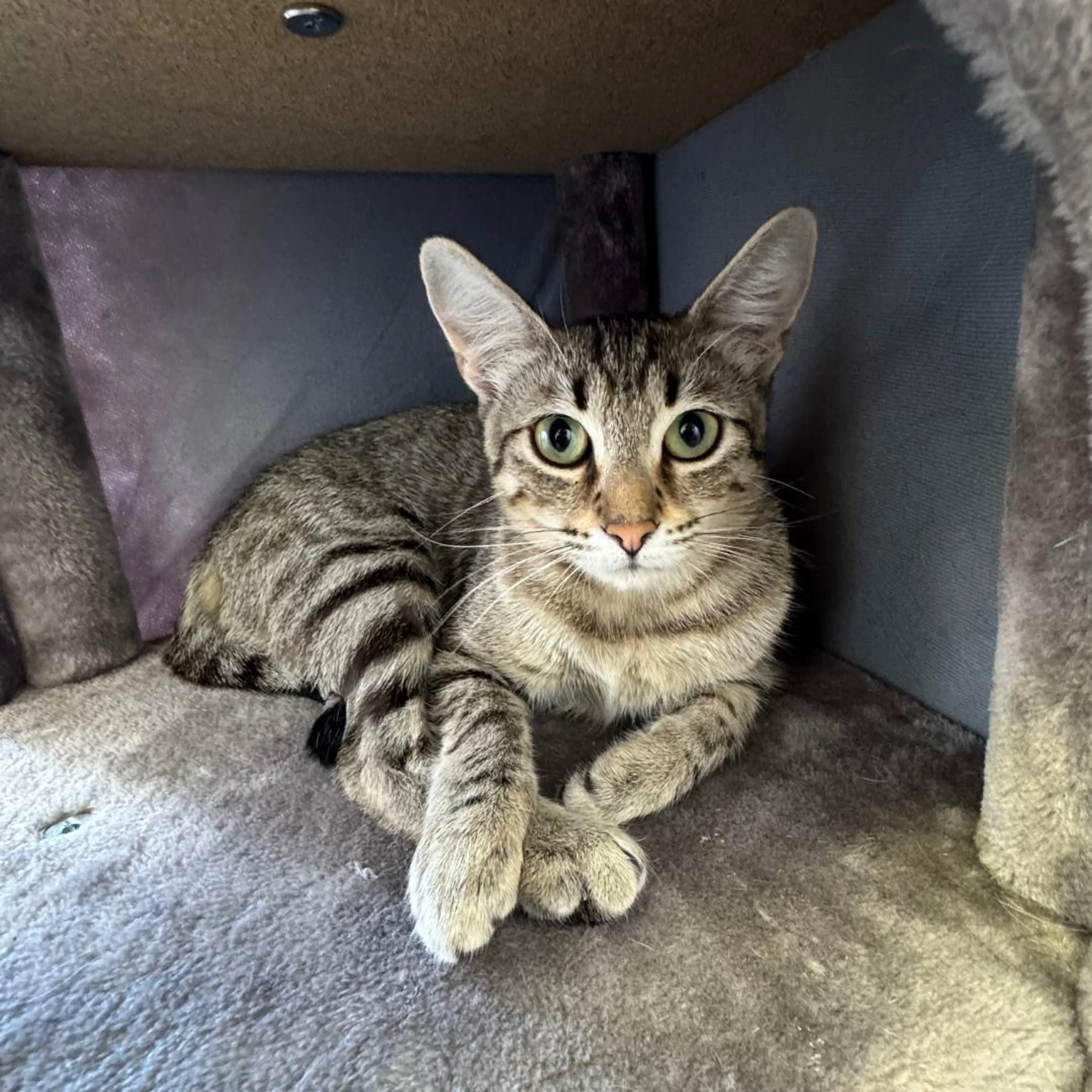 Found pet-1
