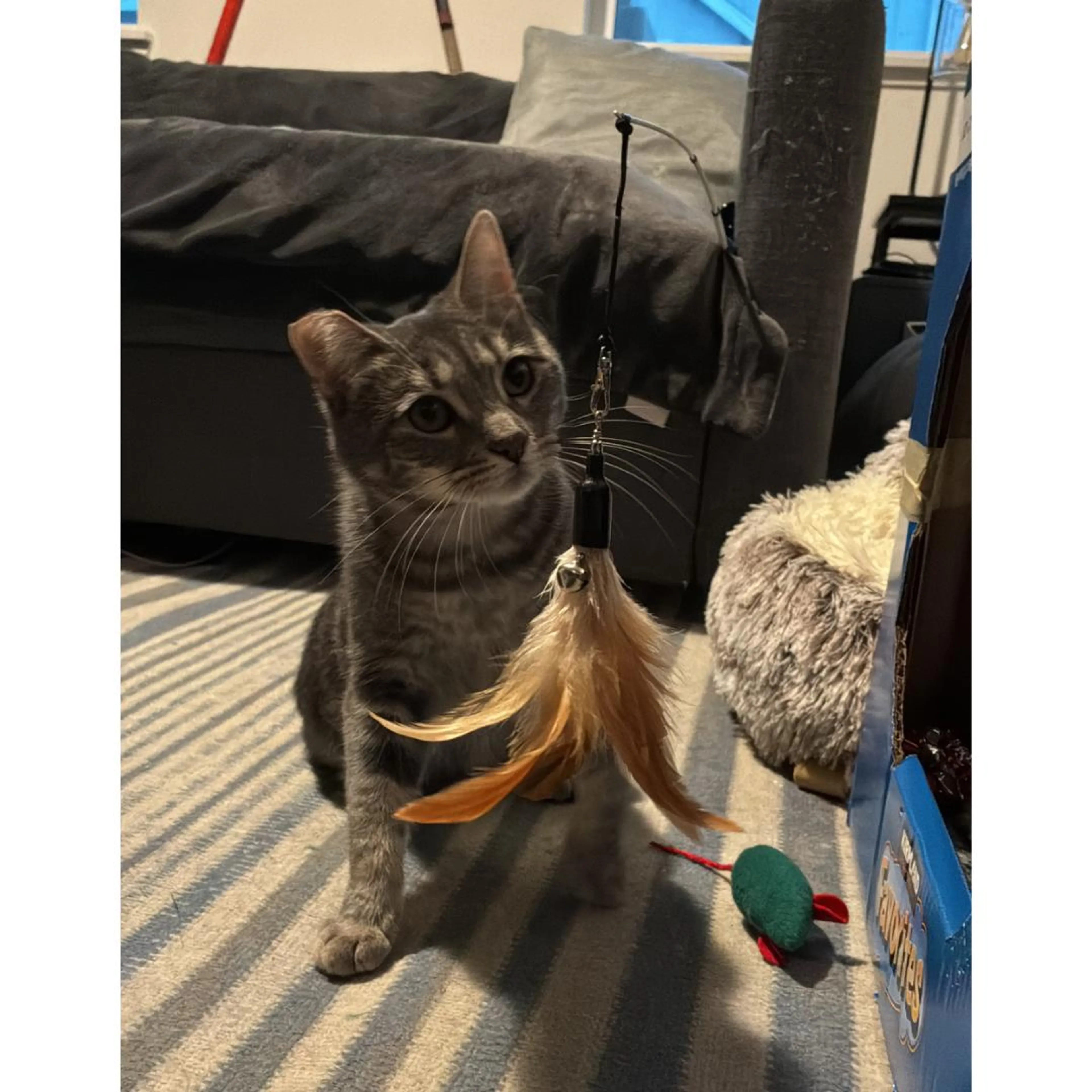 Found pet-2