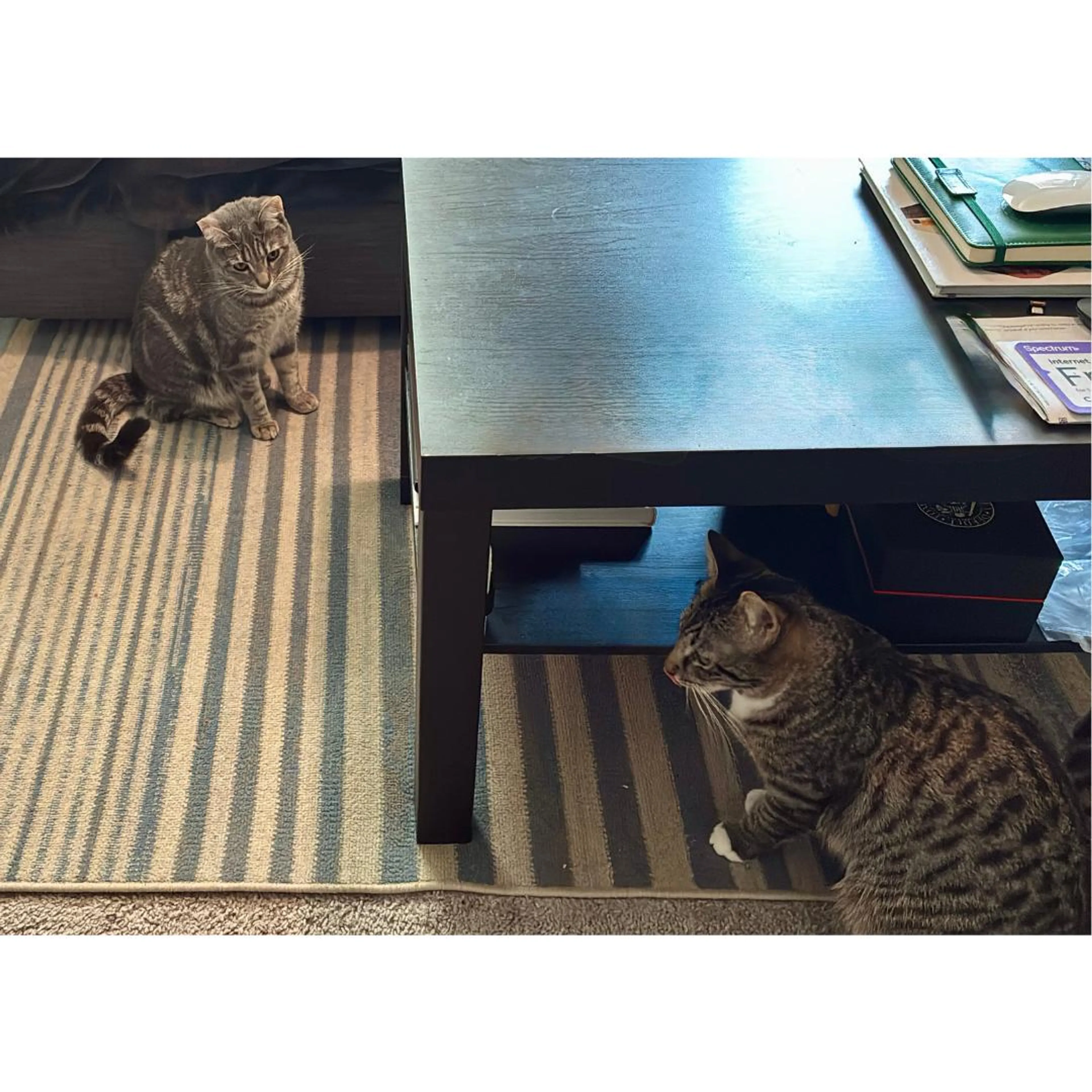 Found pet-3