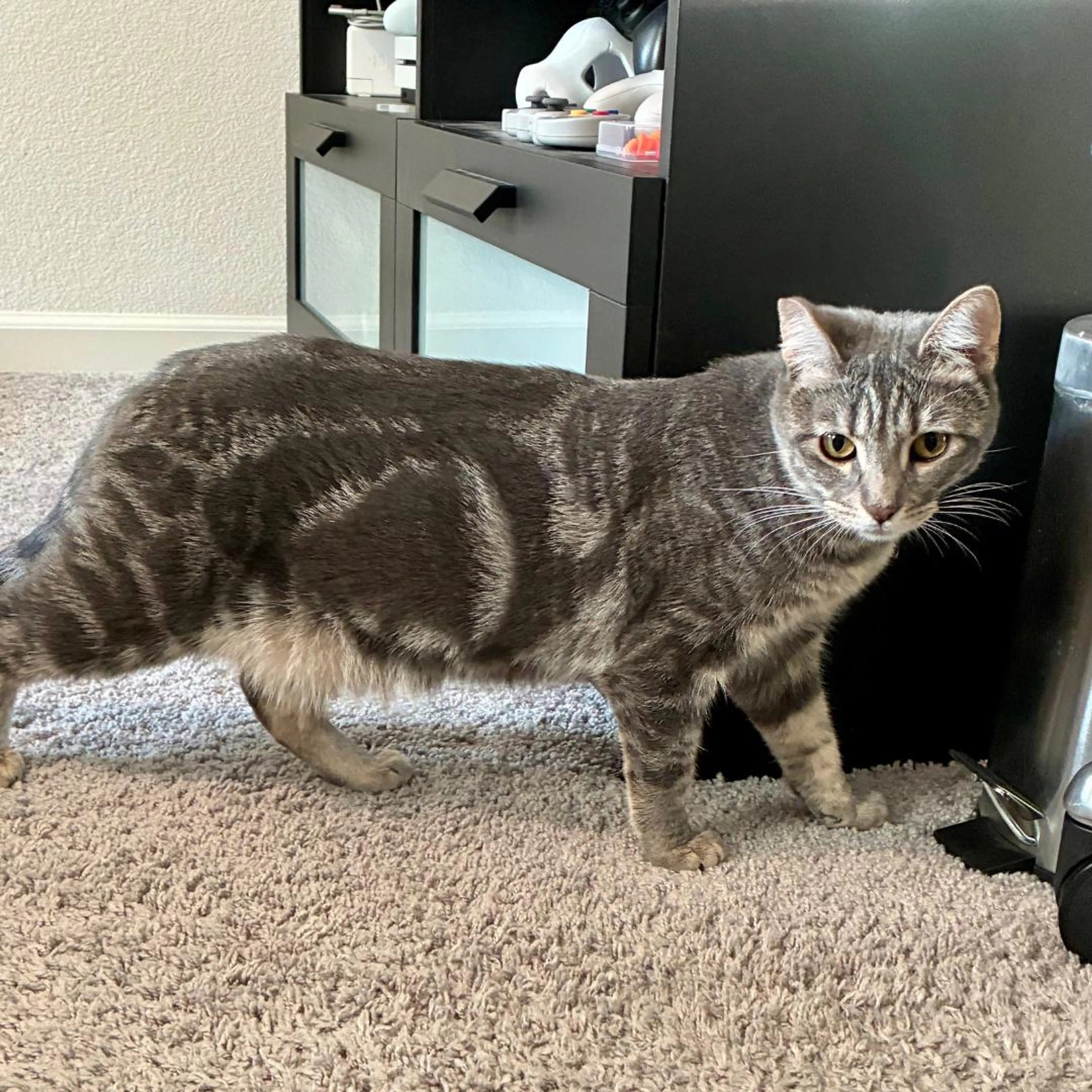 Found pet-0