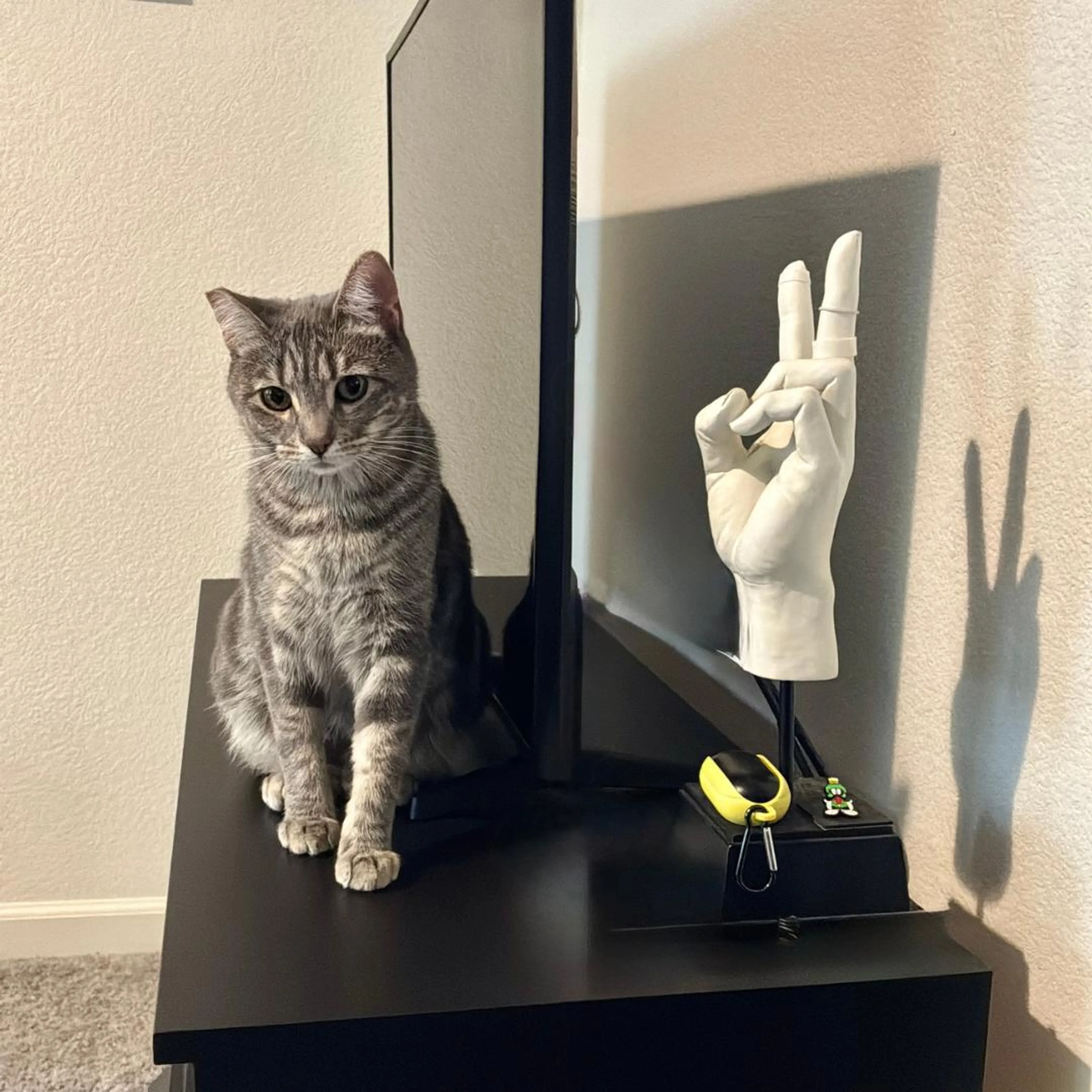Found pet-4