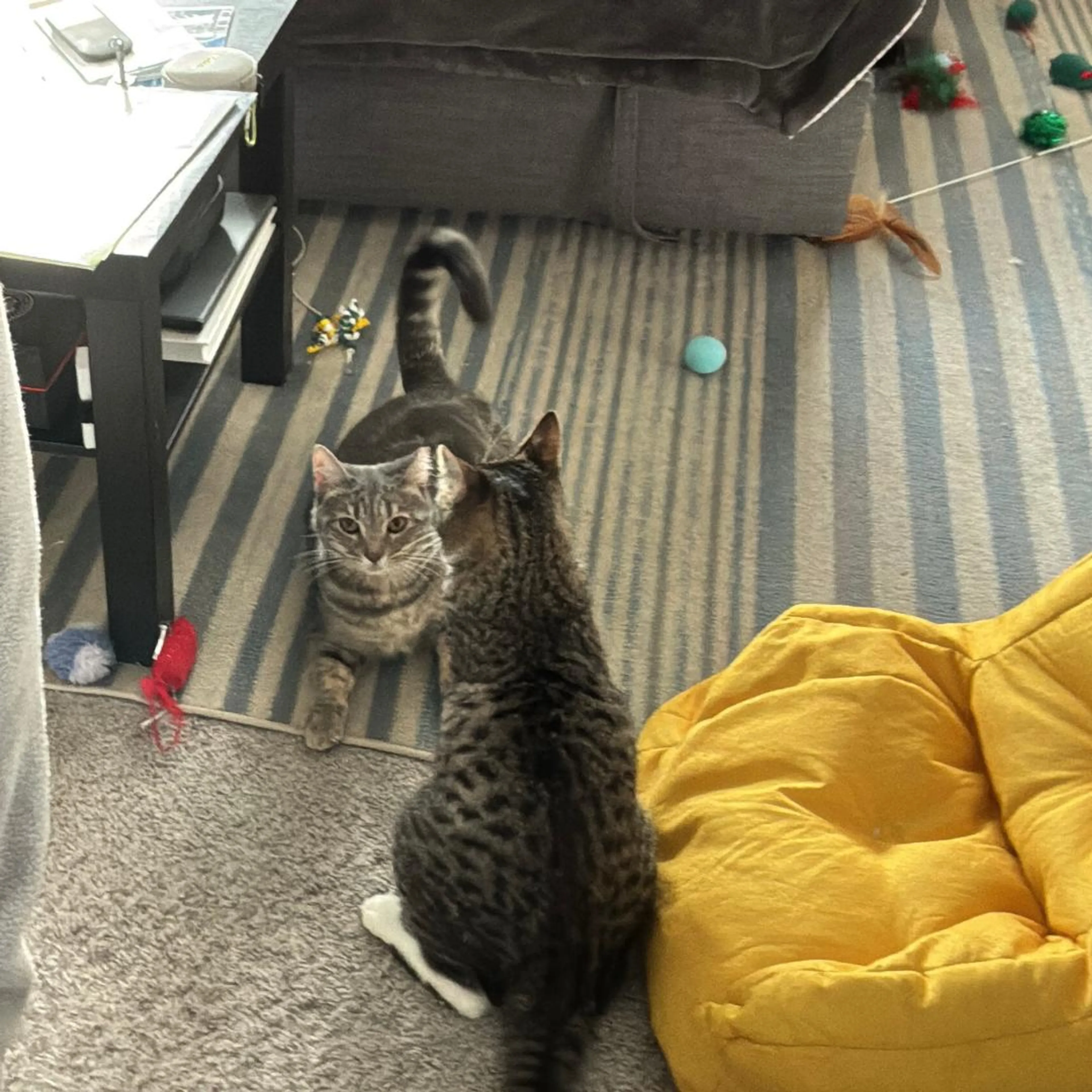 Found pet-5