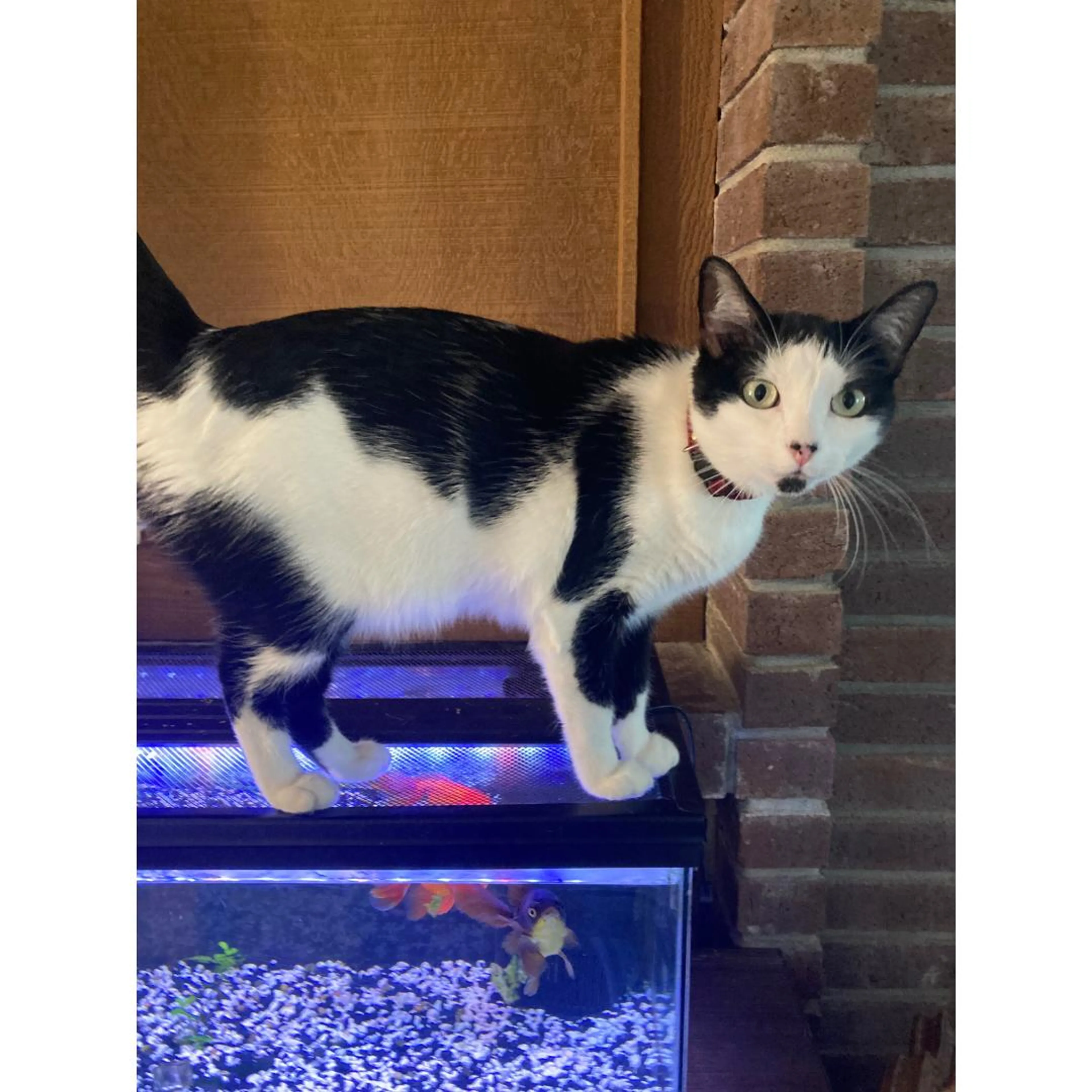 Found pet-4