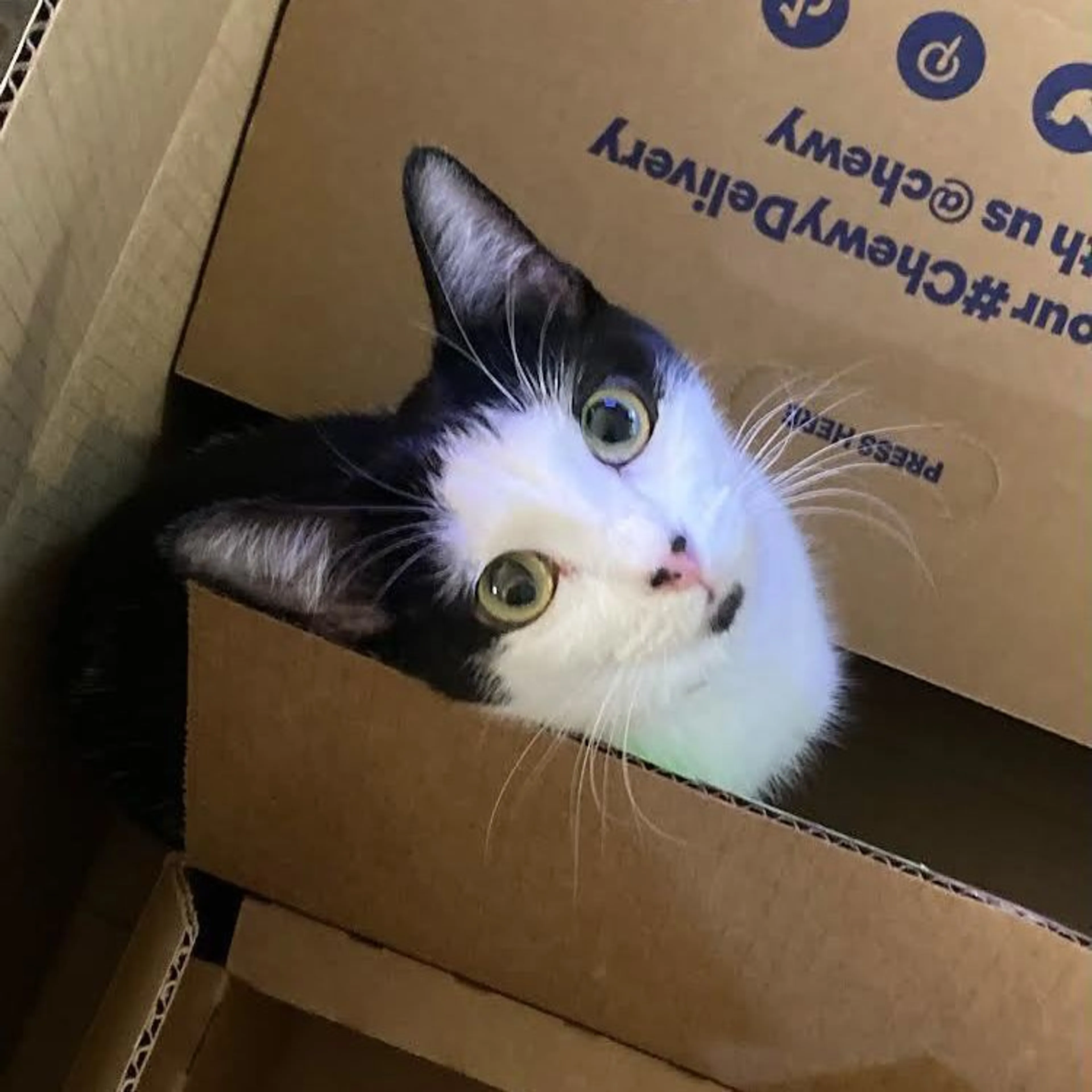 Found pet-0
