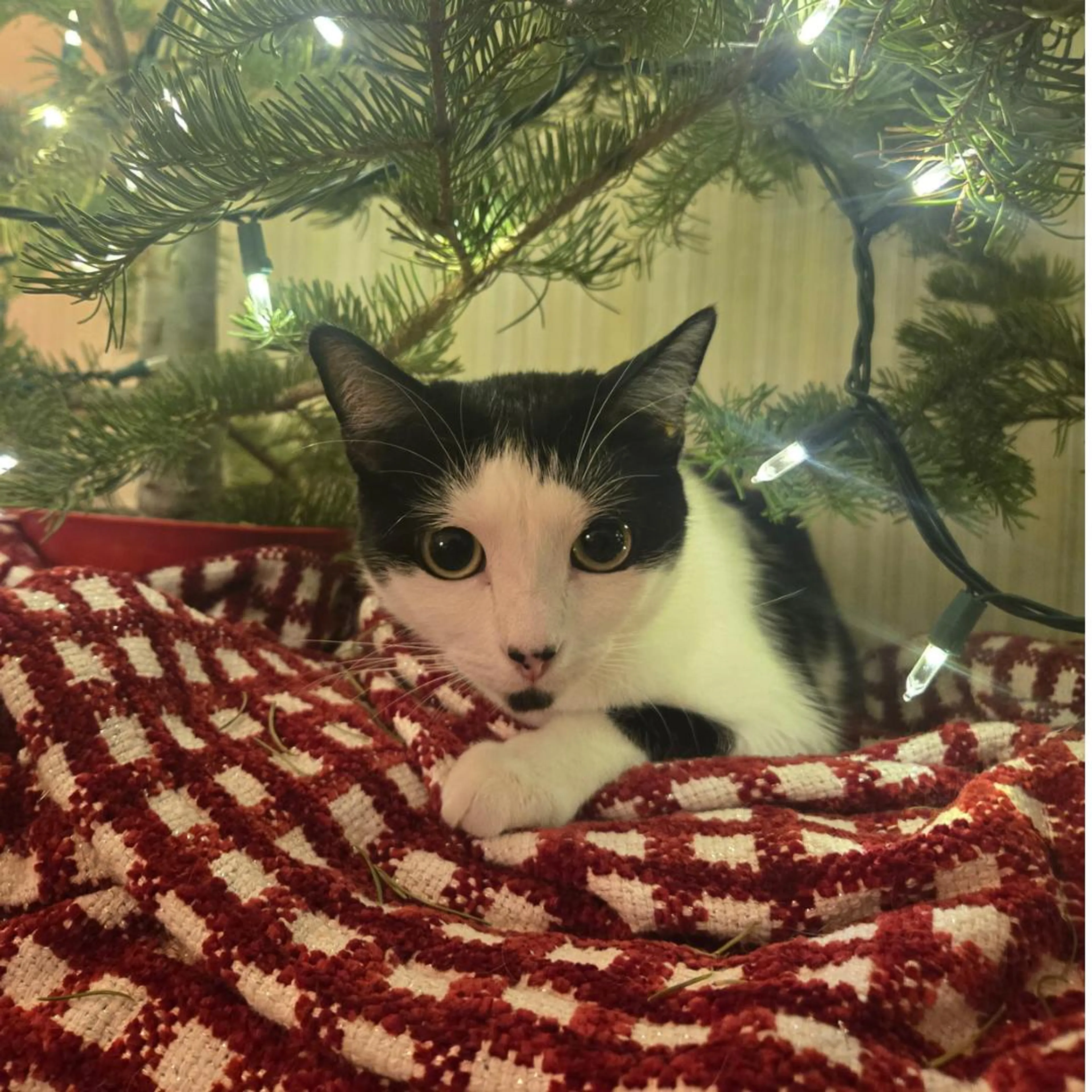 Found pet-1