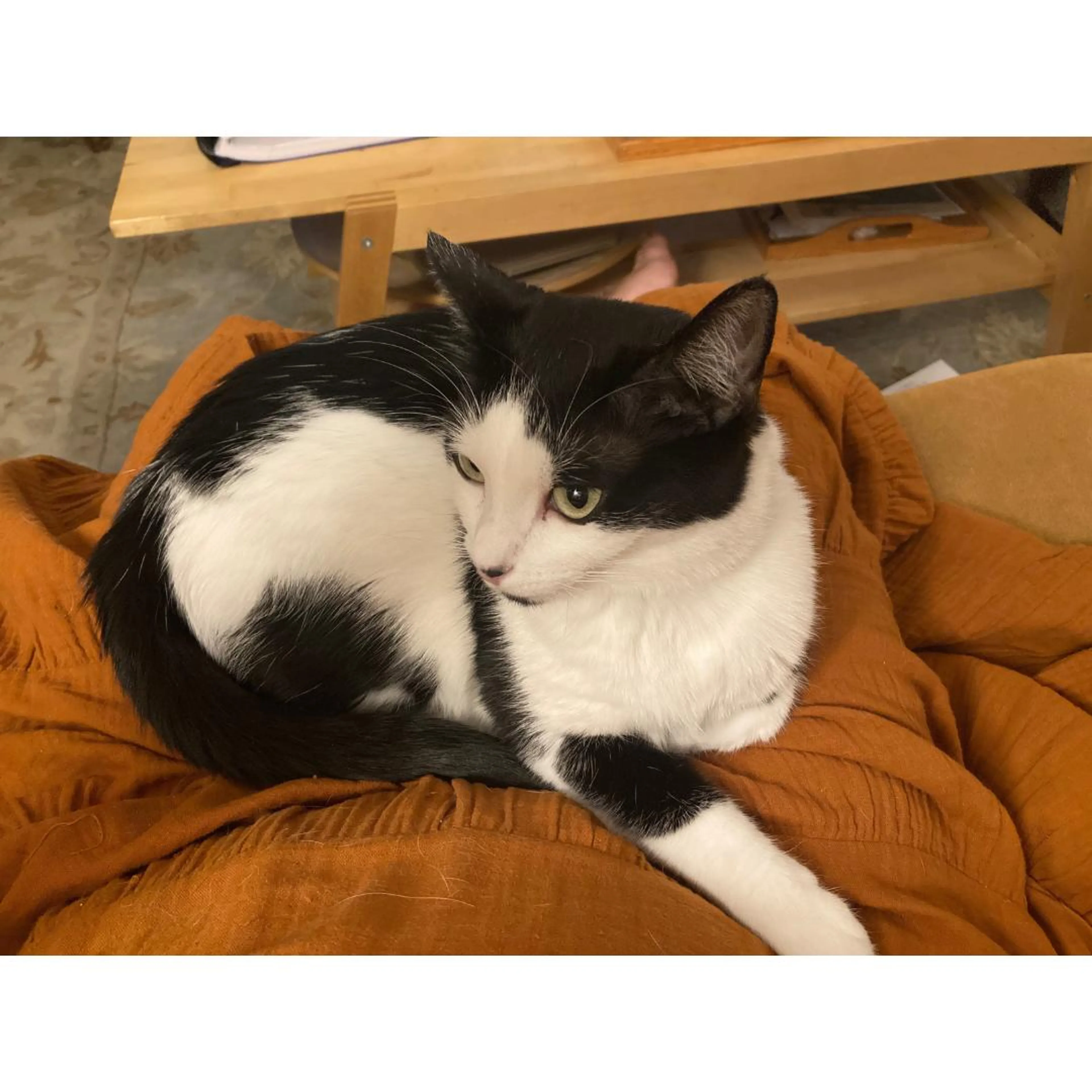 Found pet-3