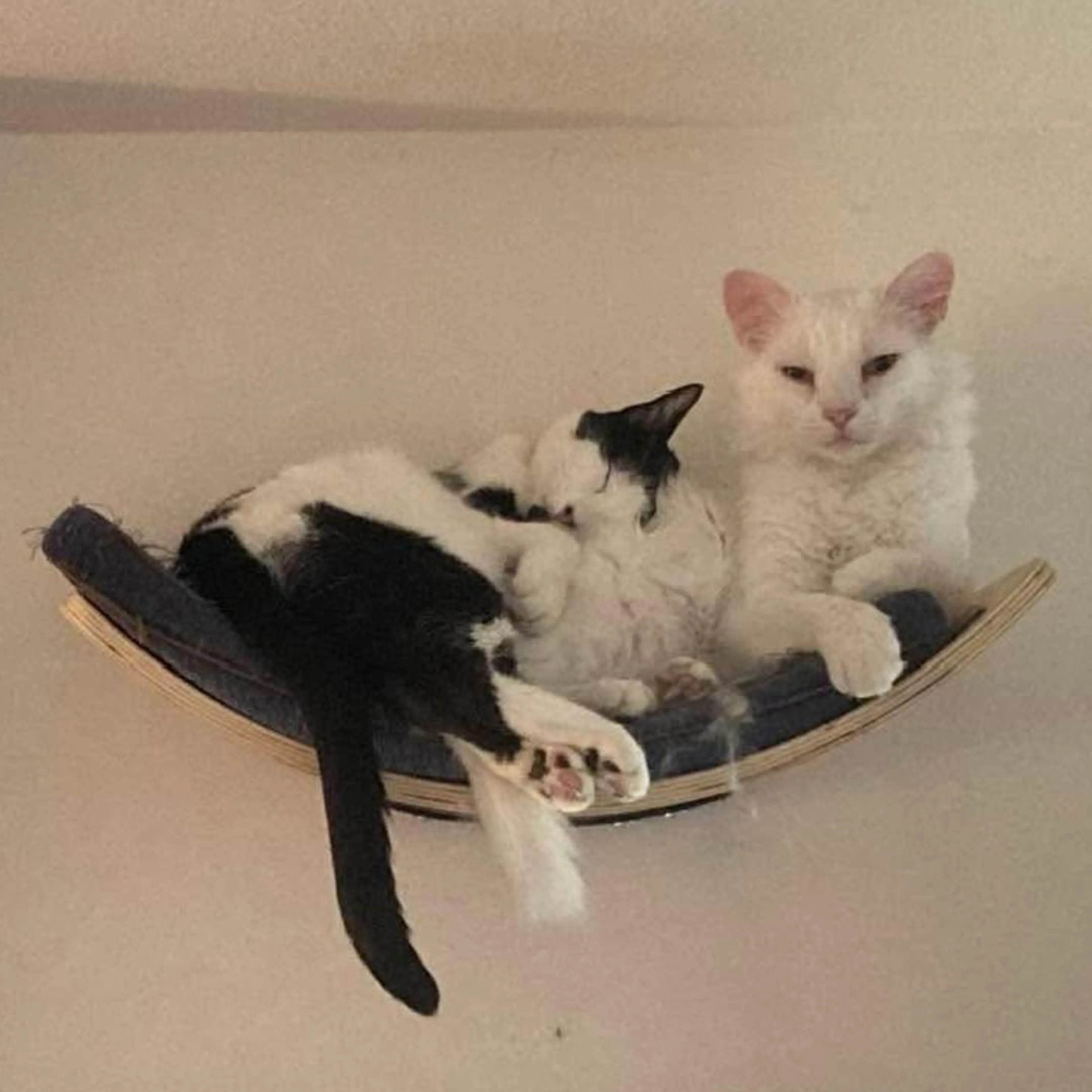 Found pet-2