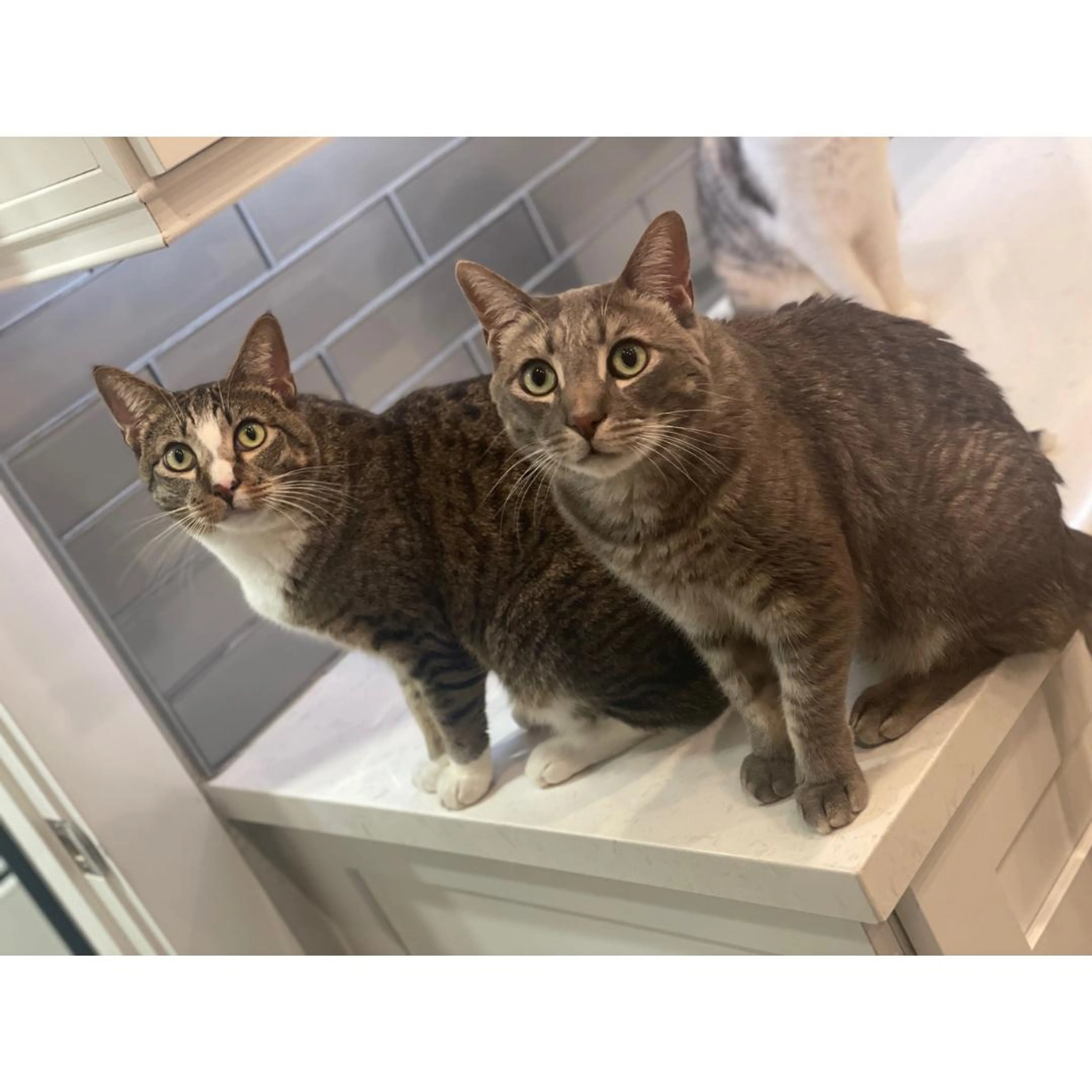 Found pet-3
