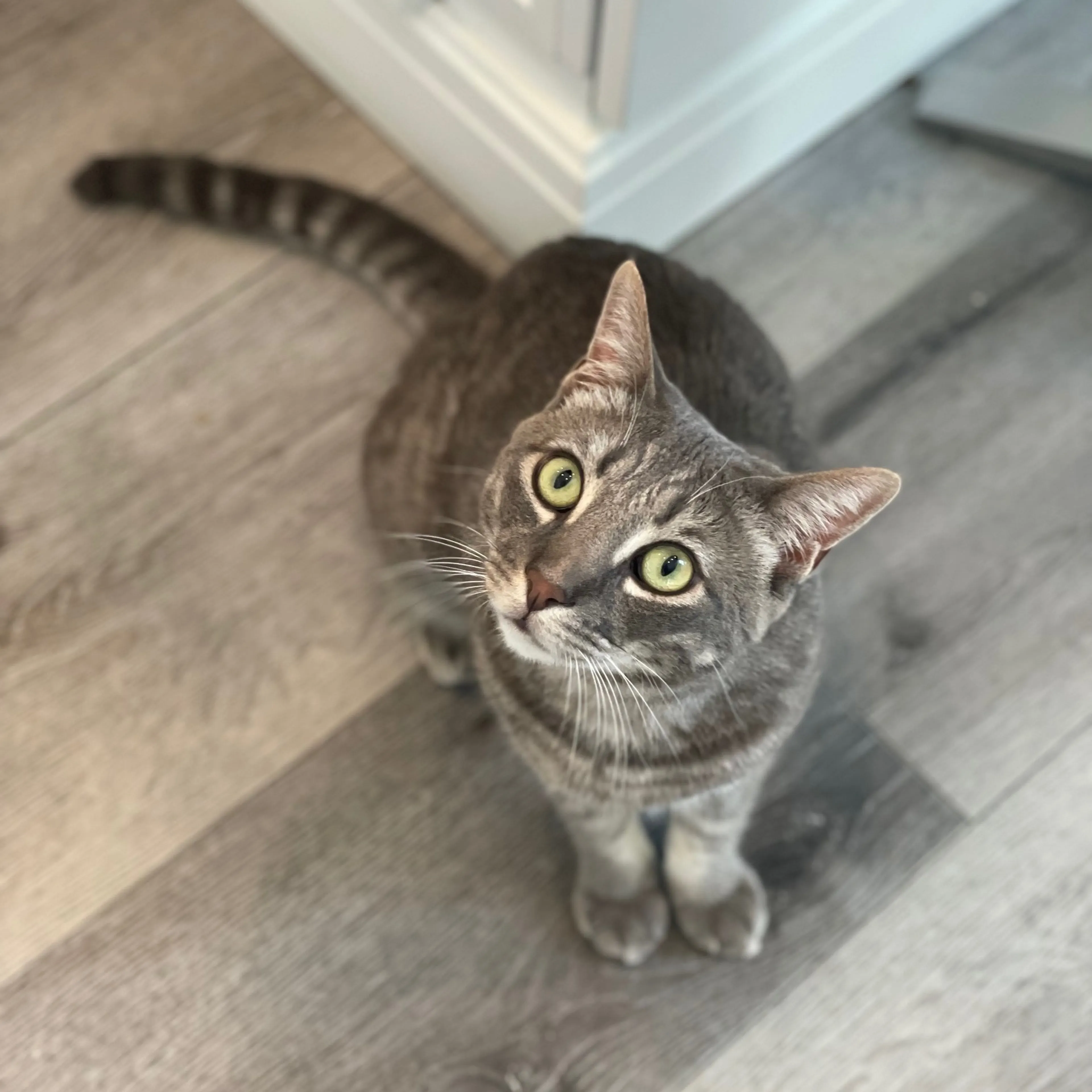 Found pet-4