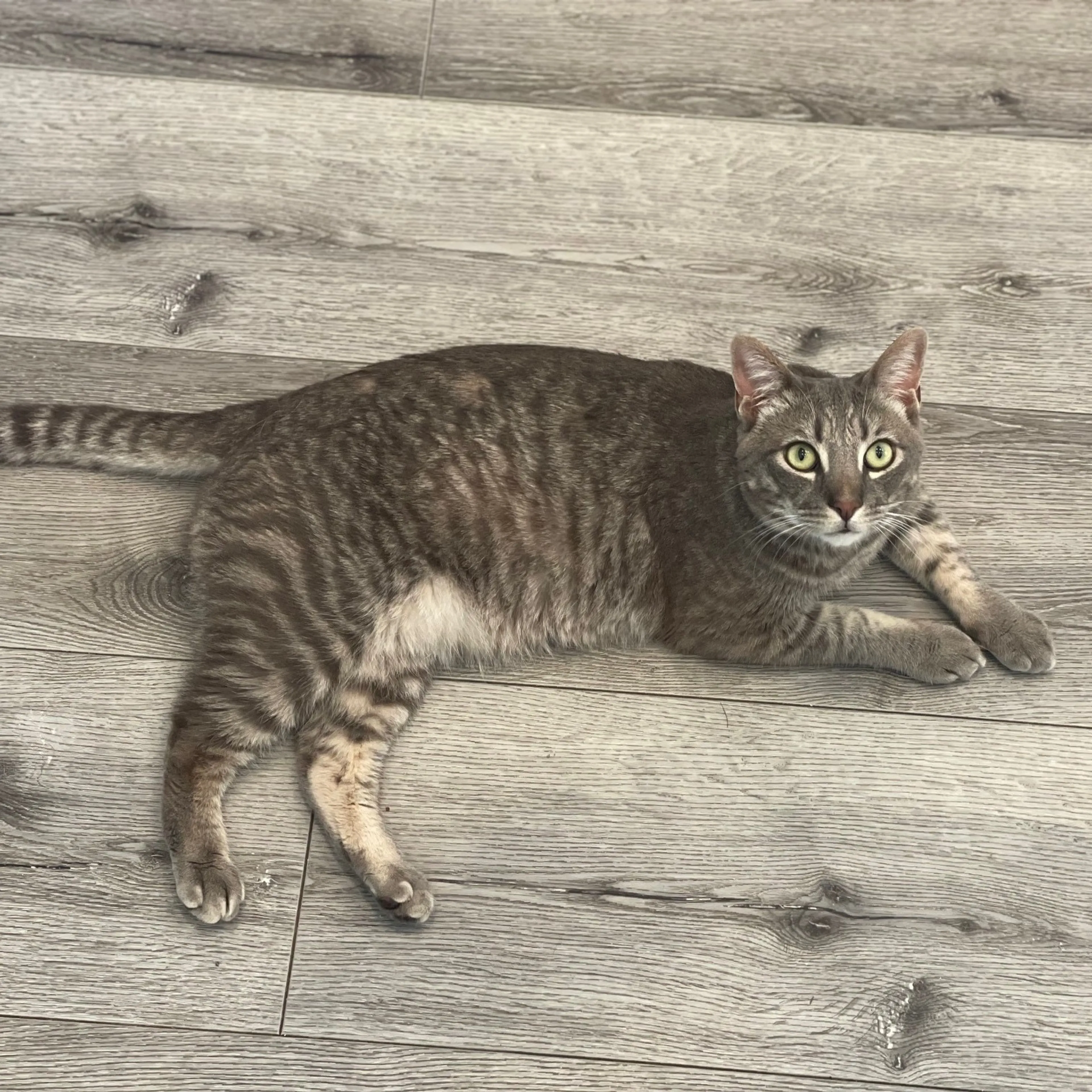 Found pet-1