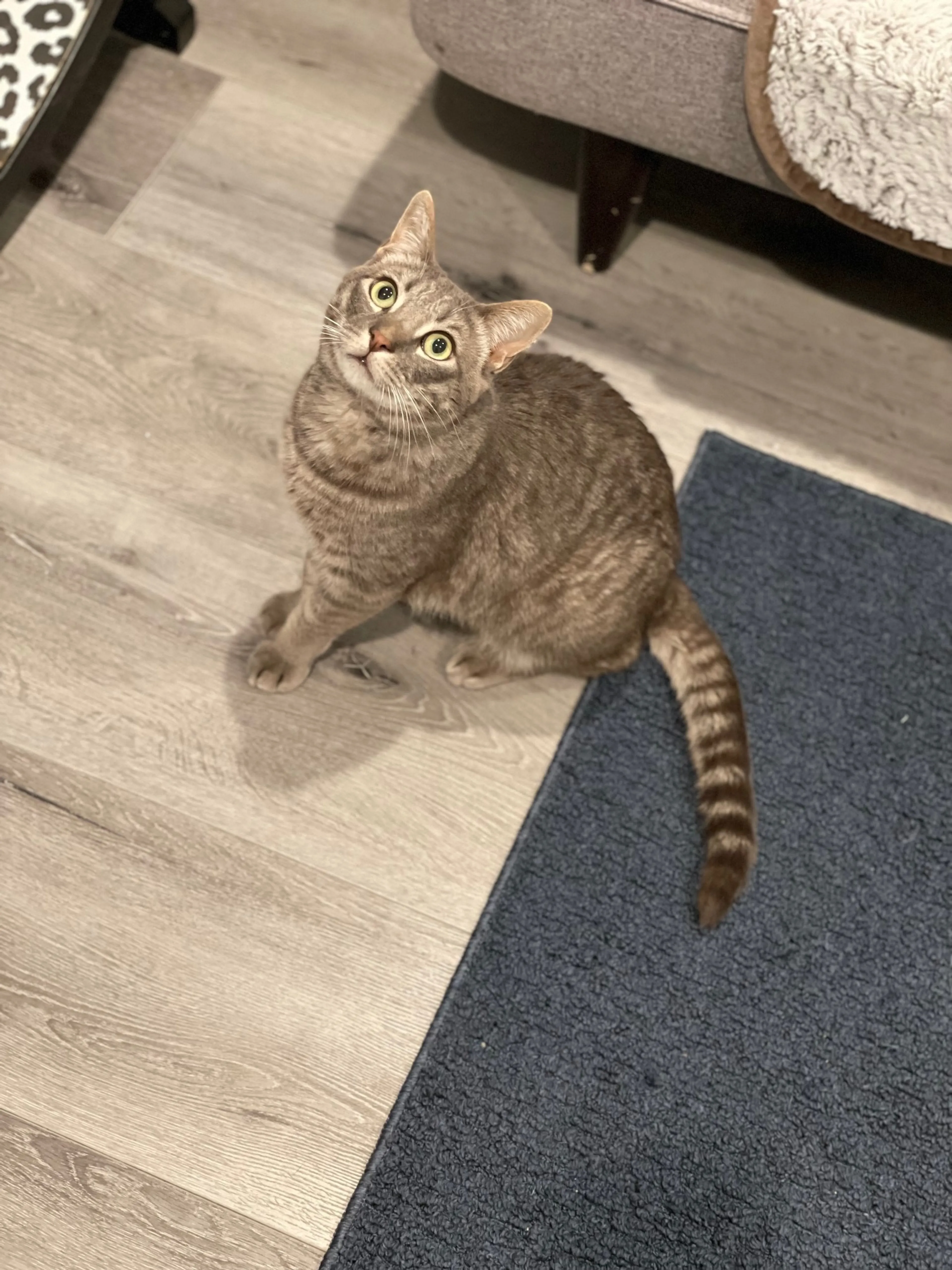 Found pet-2